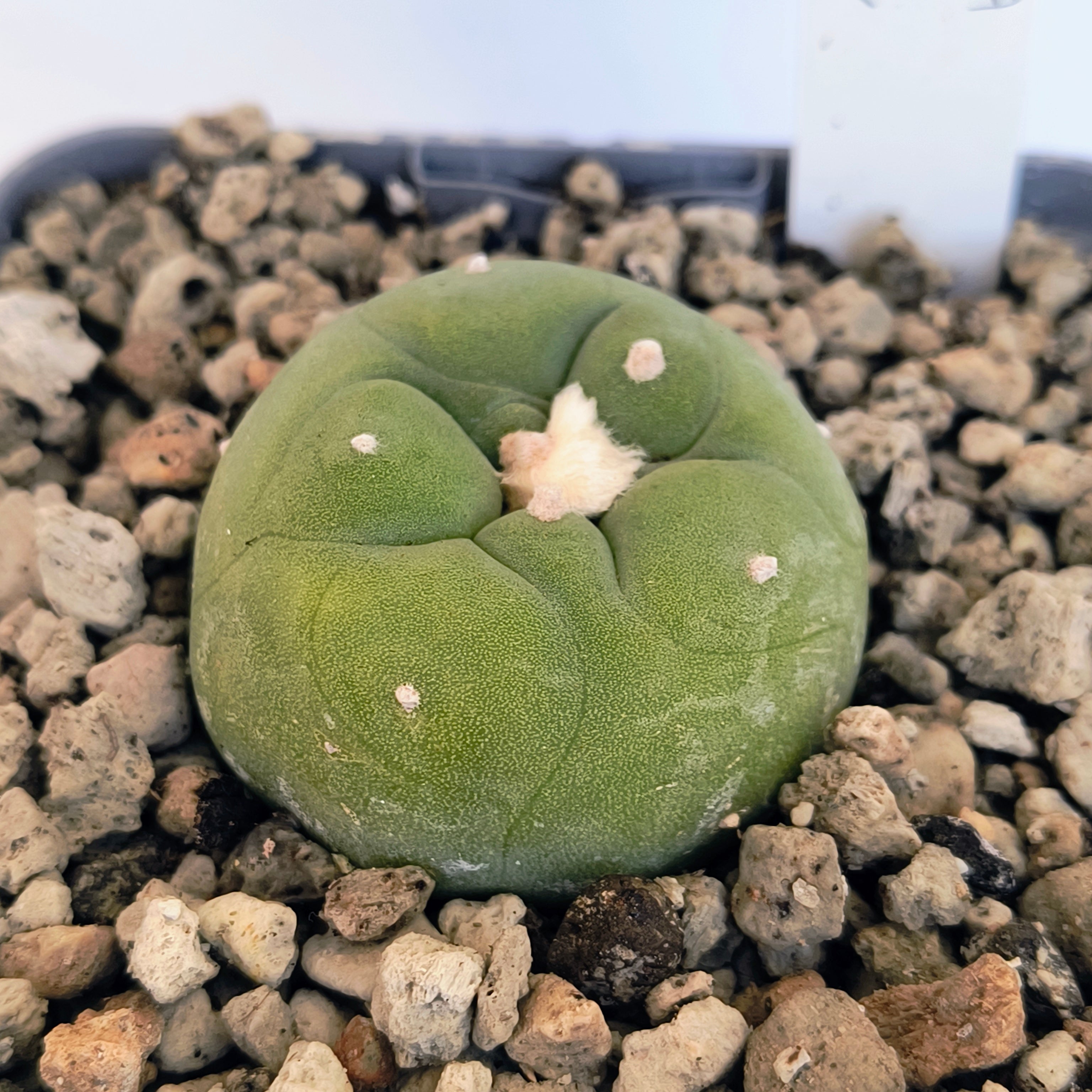 Lophophora diffusa cv. "Koike"