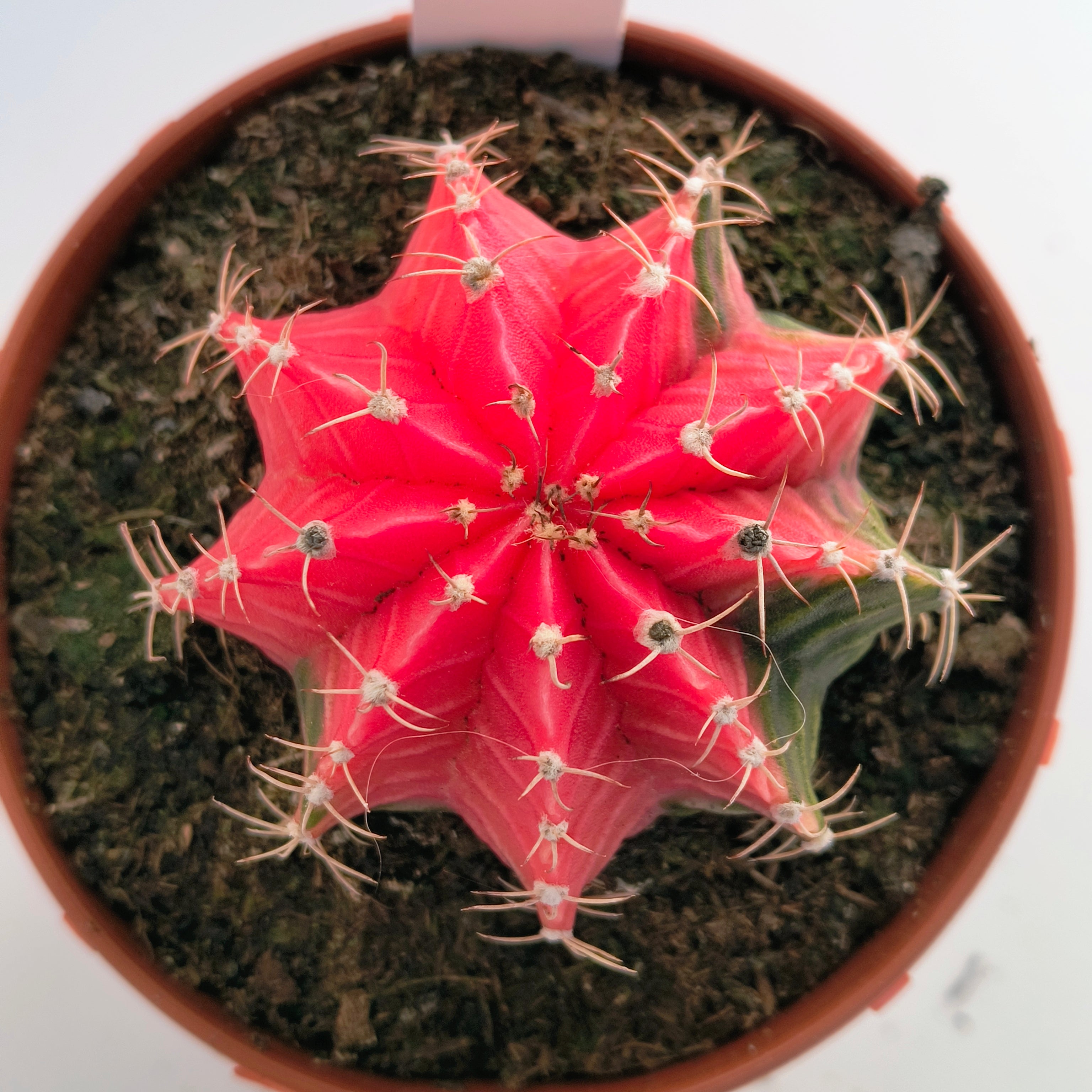 Gymnocalycium híbrido variegata