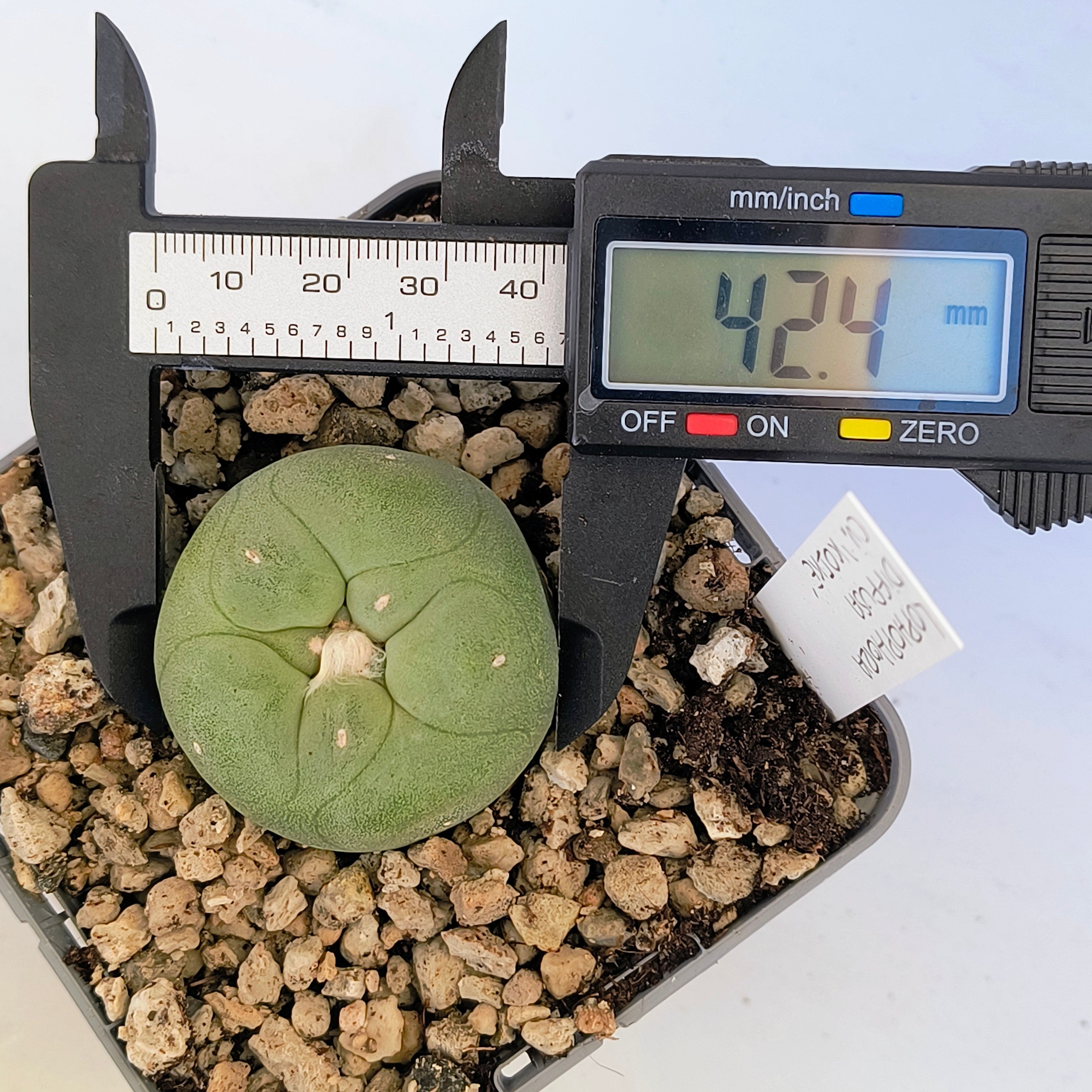 Lophophora diffusa cv. "Koike"