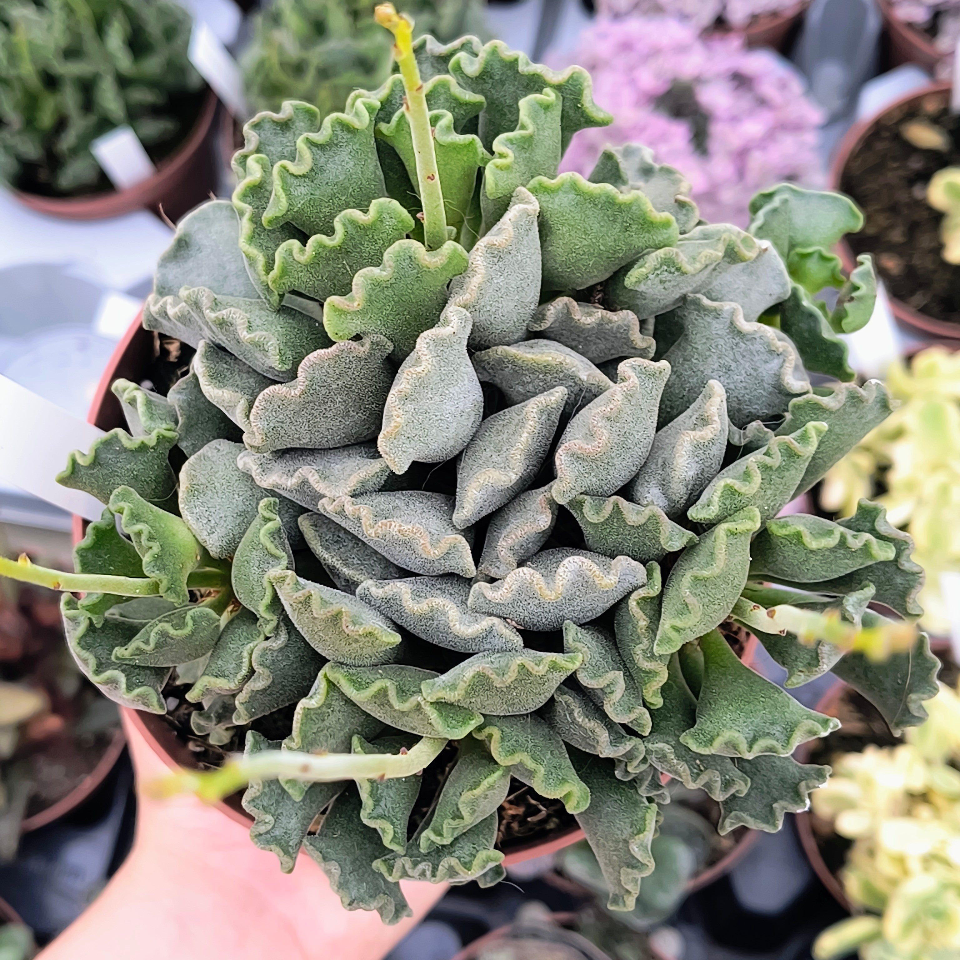 Adromischus cristatus