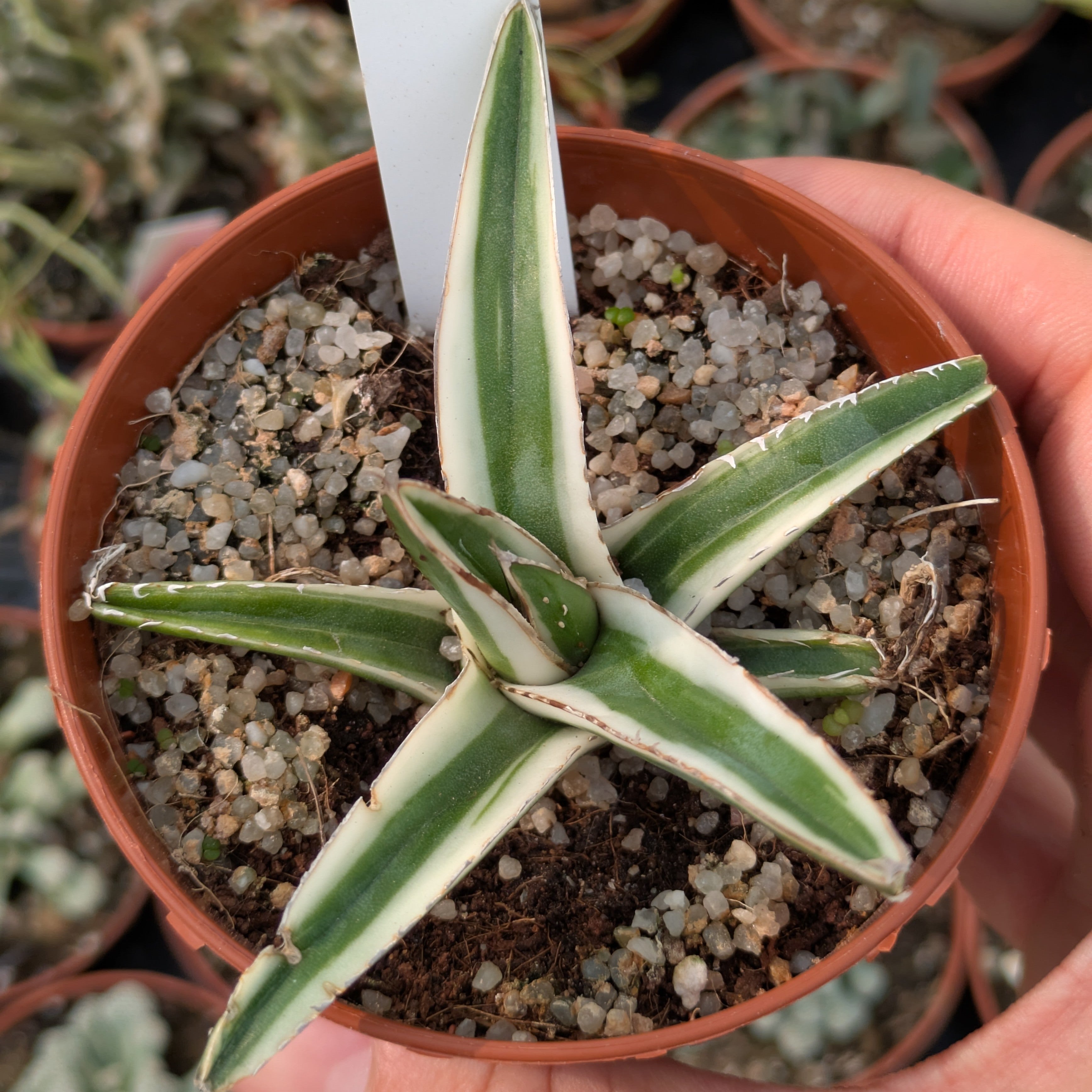 Agave cv. "White Rhino"