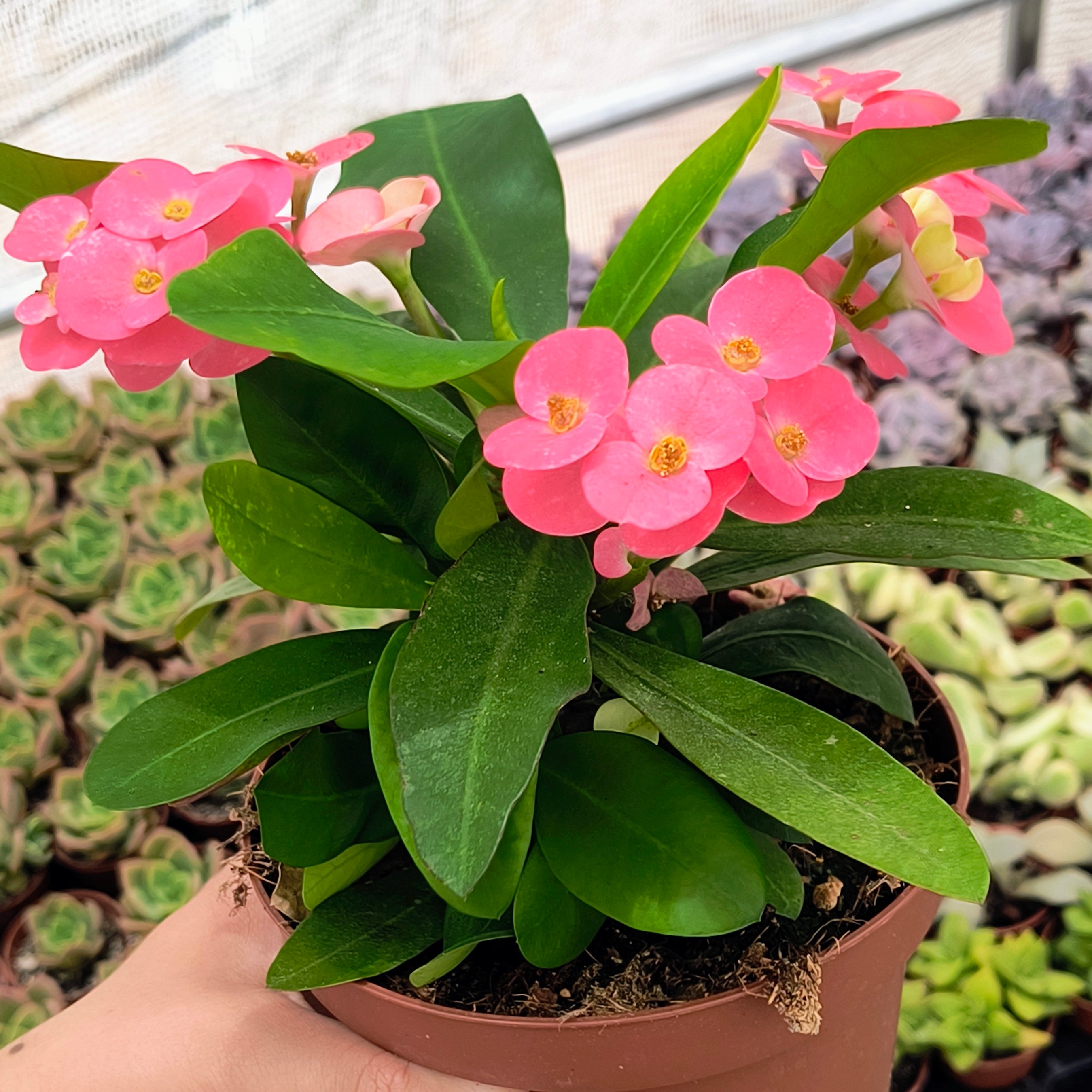 Euphorbia millii flor rosa
