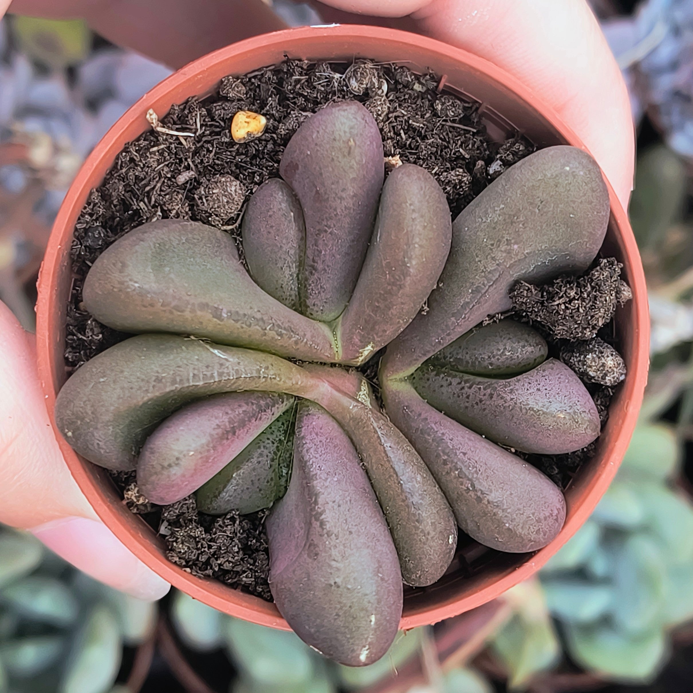 Glottiphyllum pygmaeum