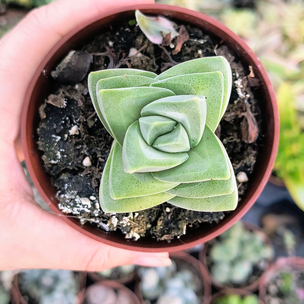 Crassula "Moonglow"