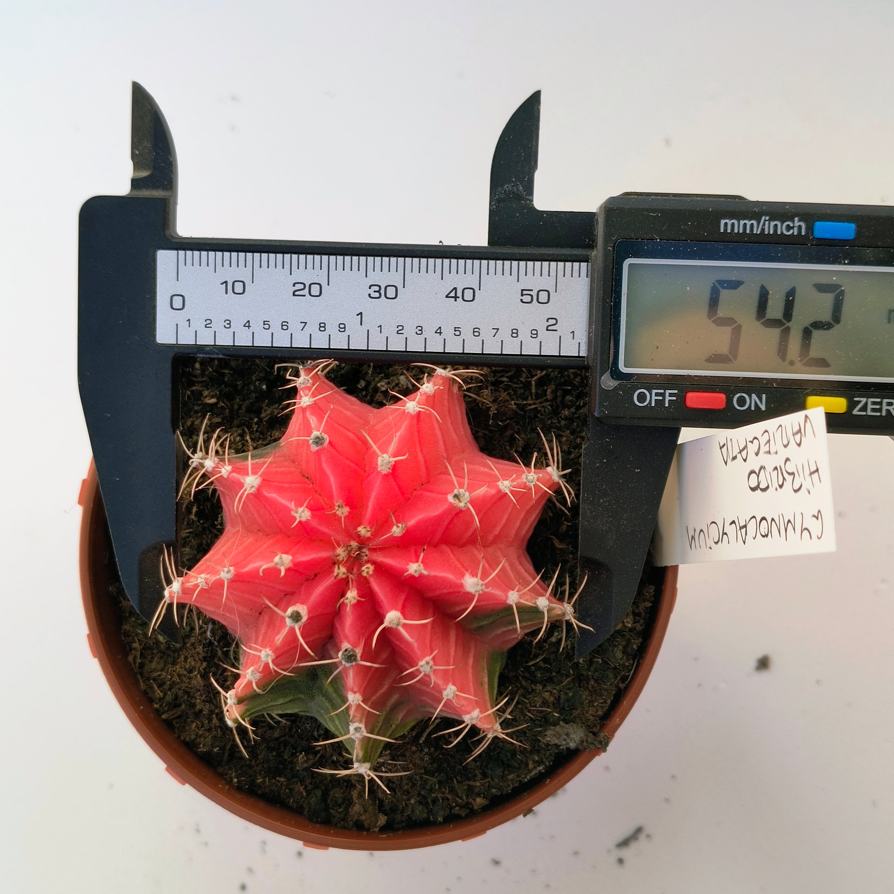 Gymnocalycium híbrido variegata