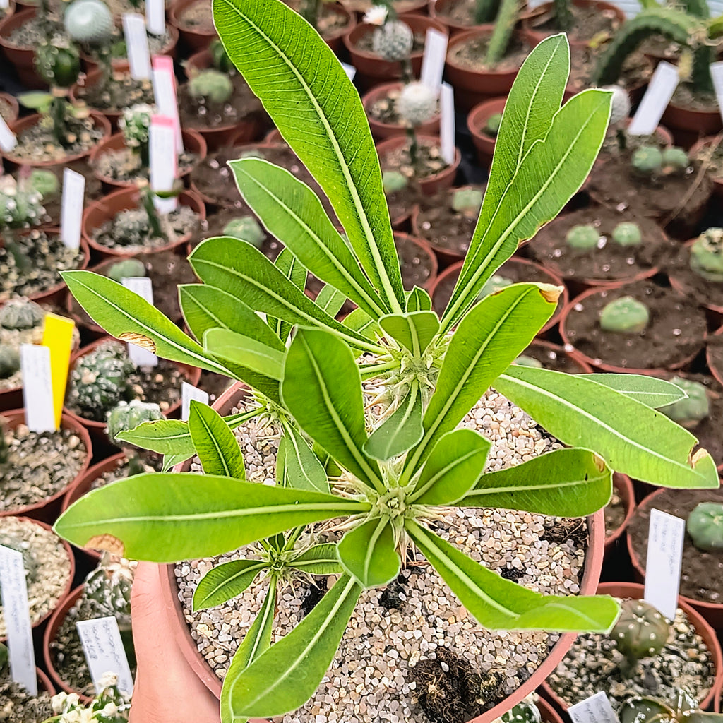 Pachypodium horombense