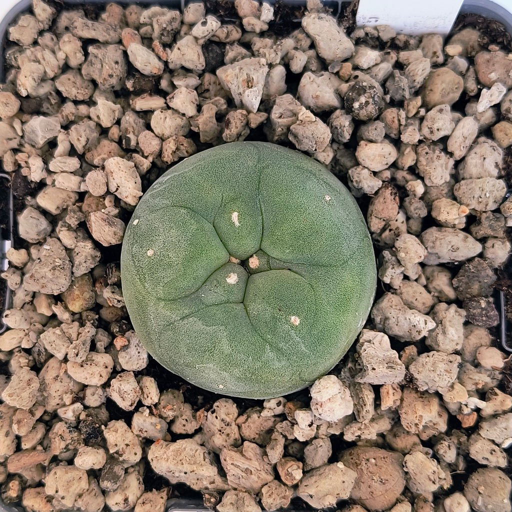 Lophophora diffusa cv. "Koike"