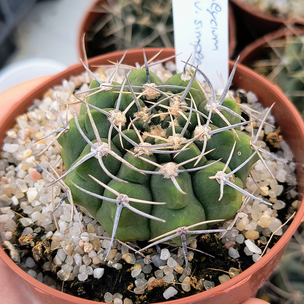 Gymnocalycium bicolor v. simplex STO 282, 5km al Oeste de Caminiaga, Córdoba