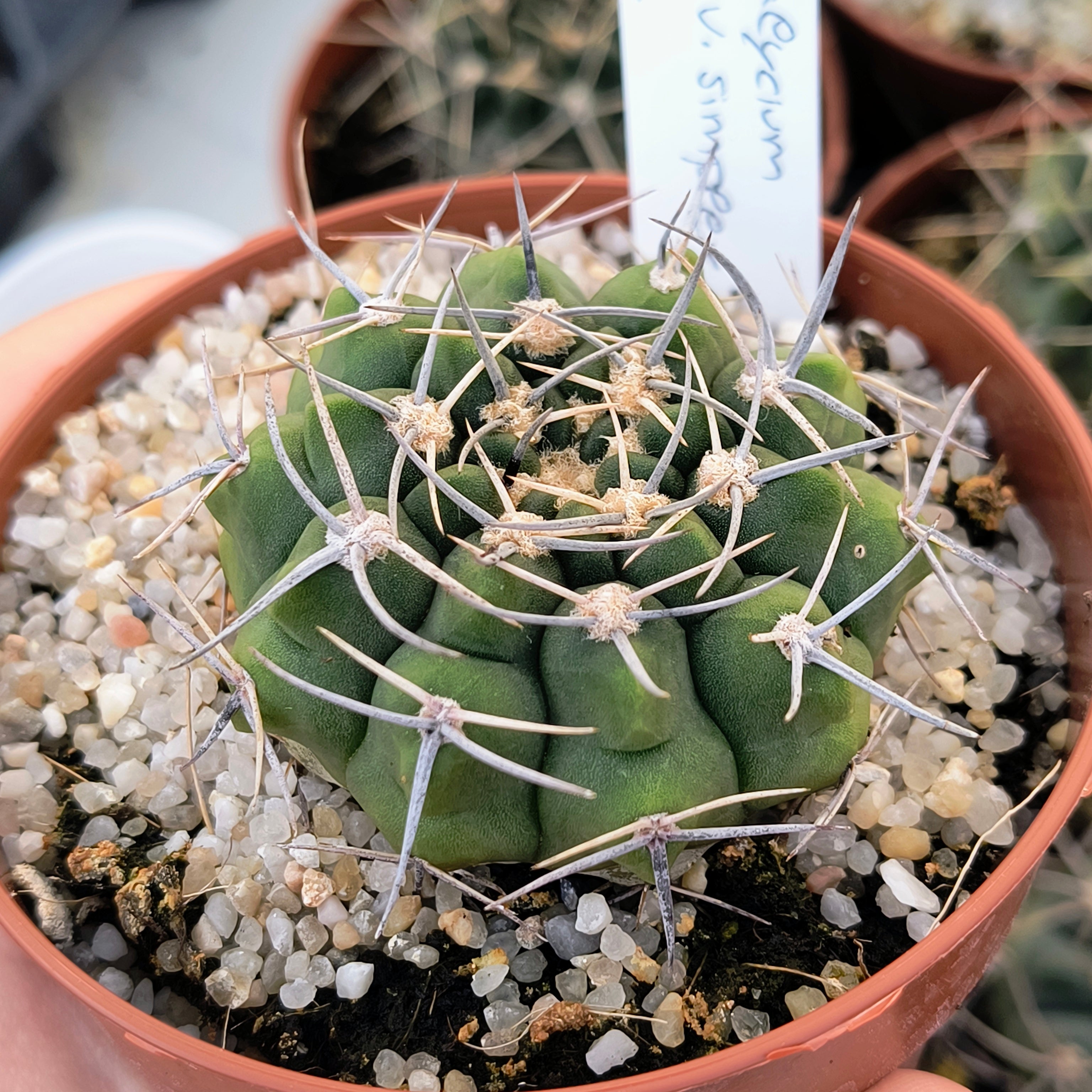 Gymnocalycium bicolor v. simplex STO 282, 5km al Oeste de Caminiaga, Córdoba
