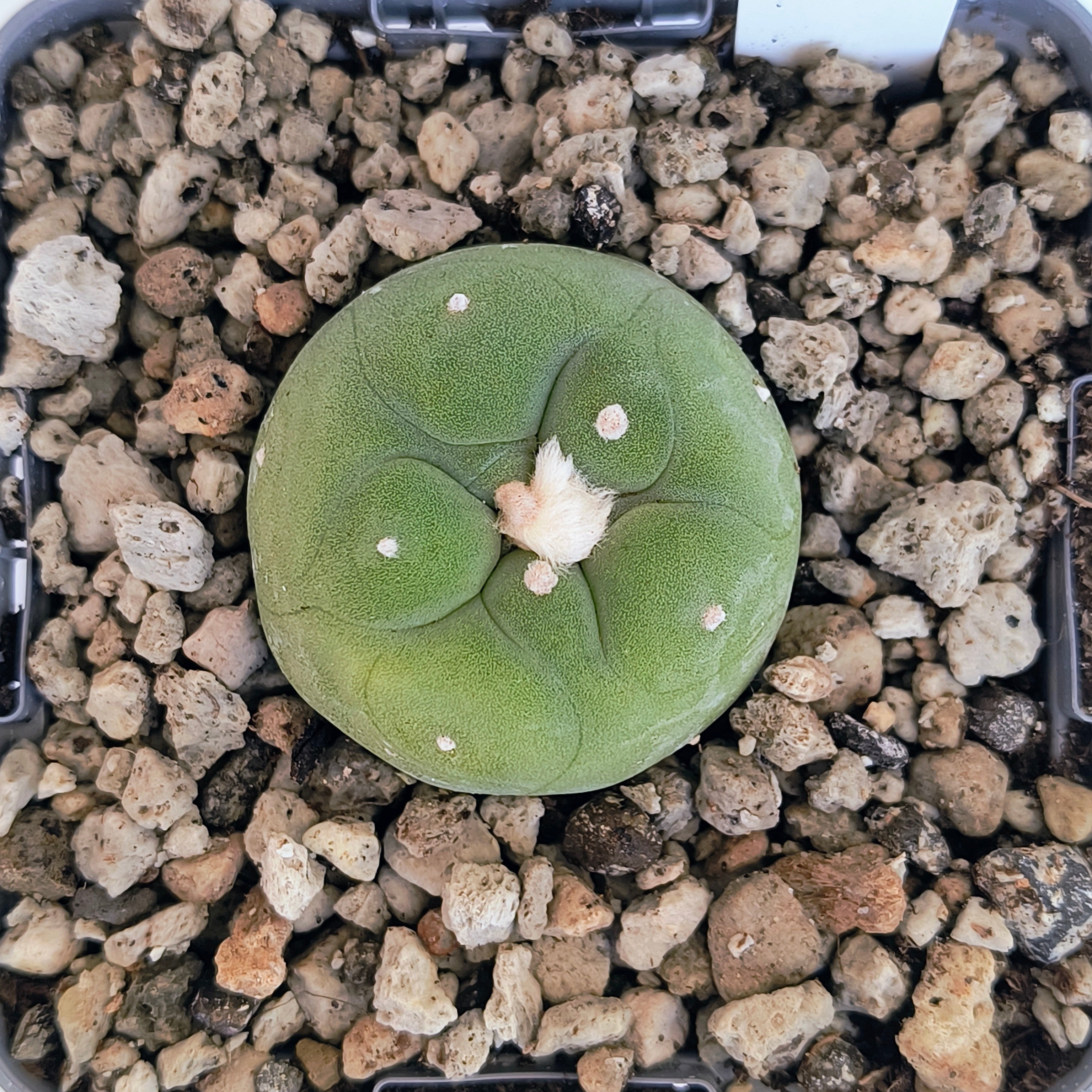 Lophophora diffusa cv. "Koike"