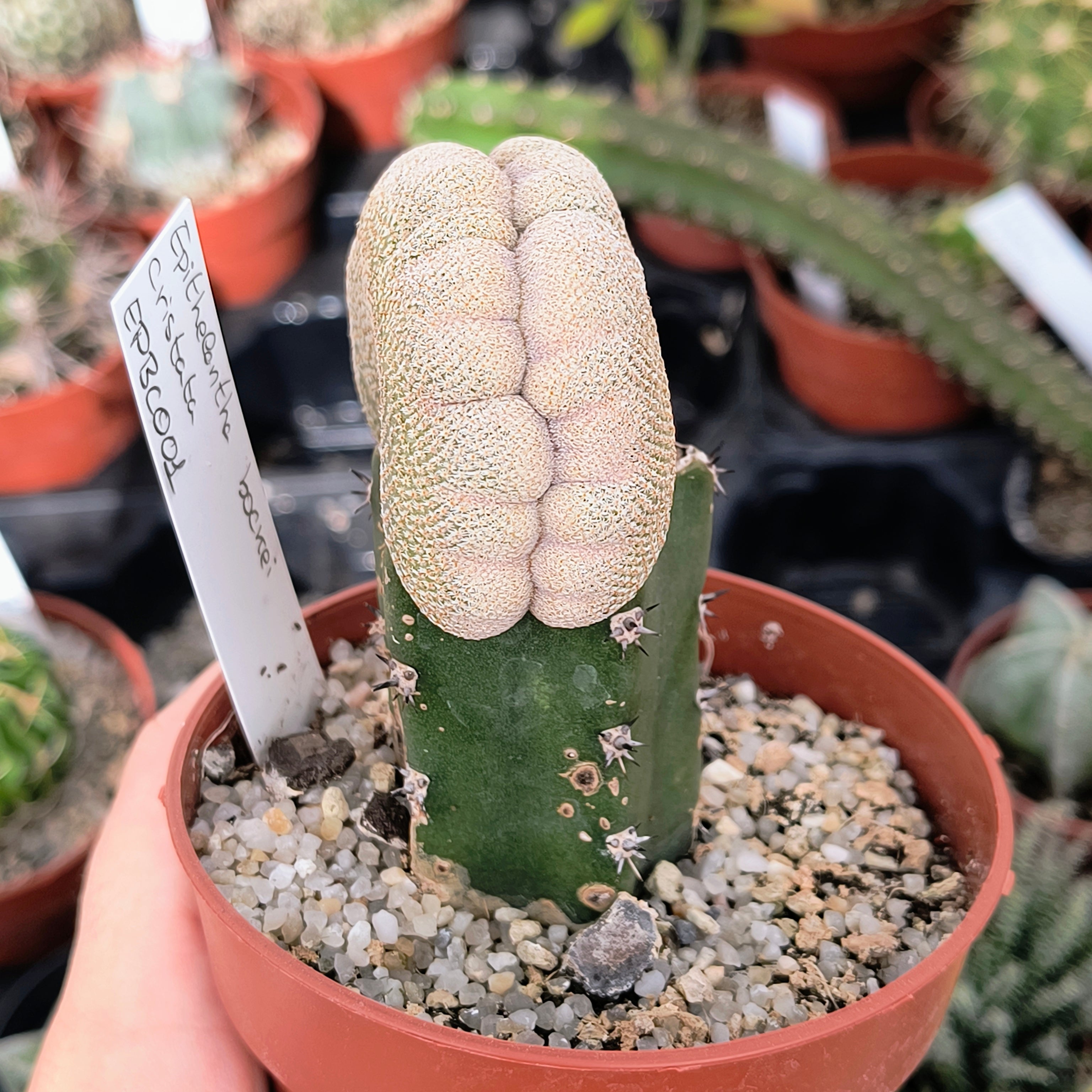 Epithelantha bokei cristata