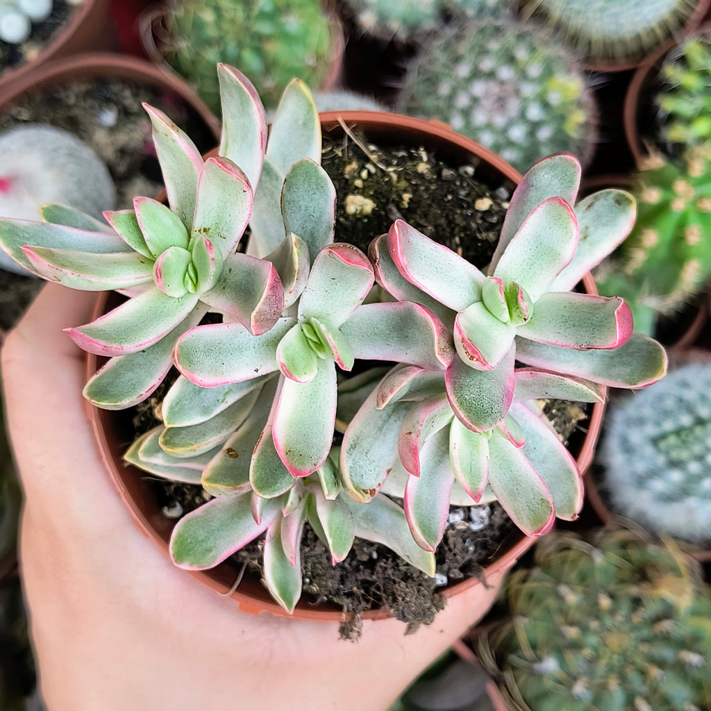 Crassula rubricaulis "Candy Cane"