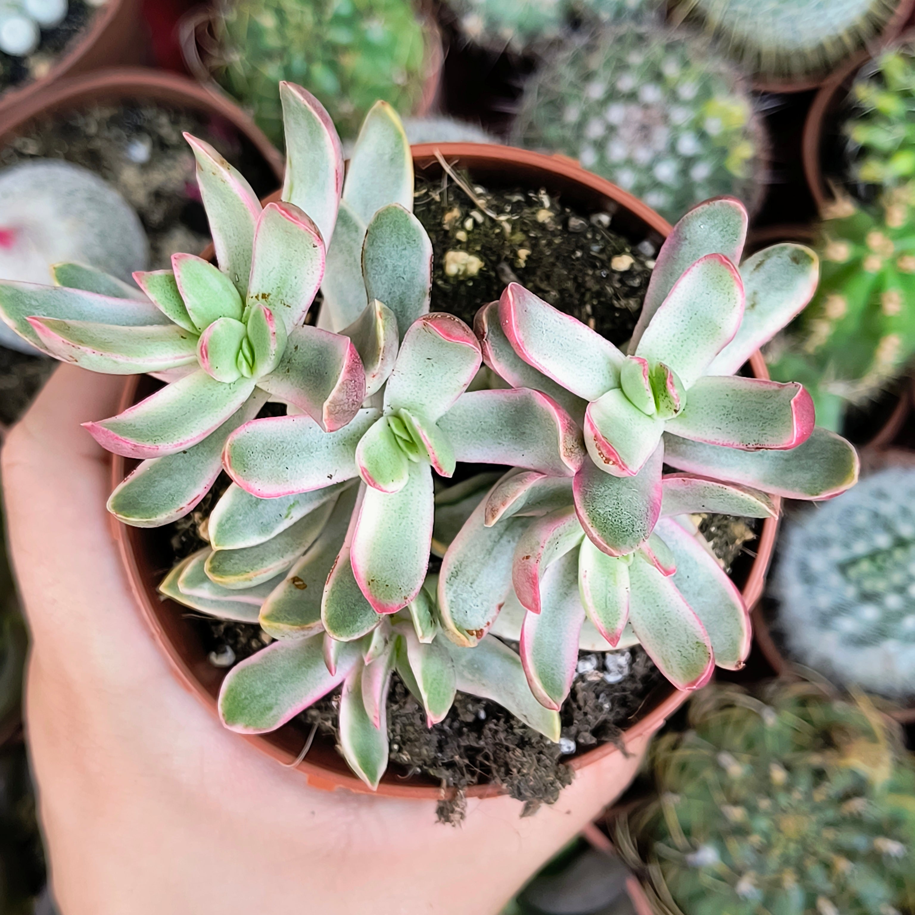 Crassula rubricaulis "Candy Cane"