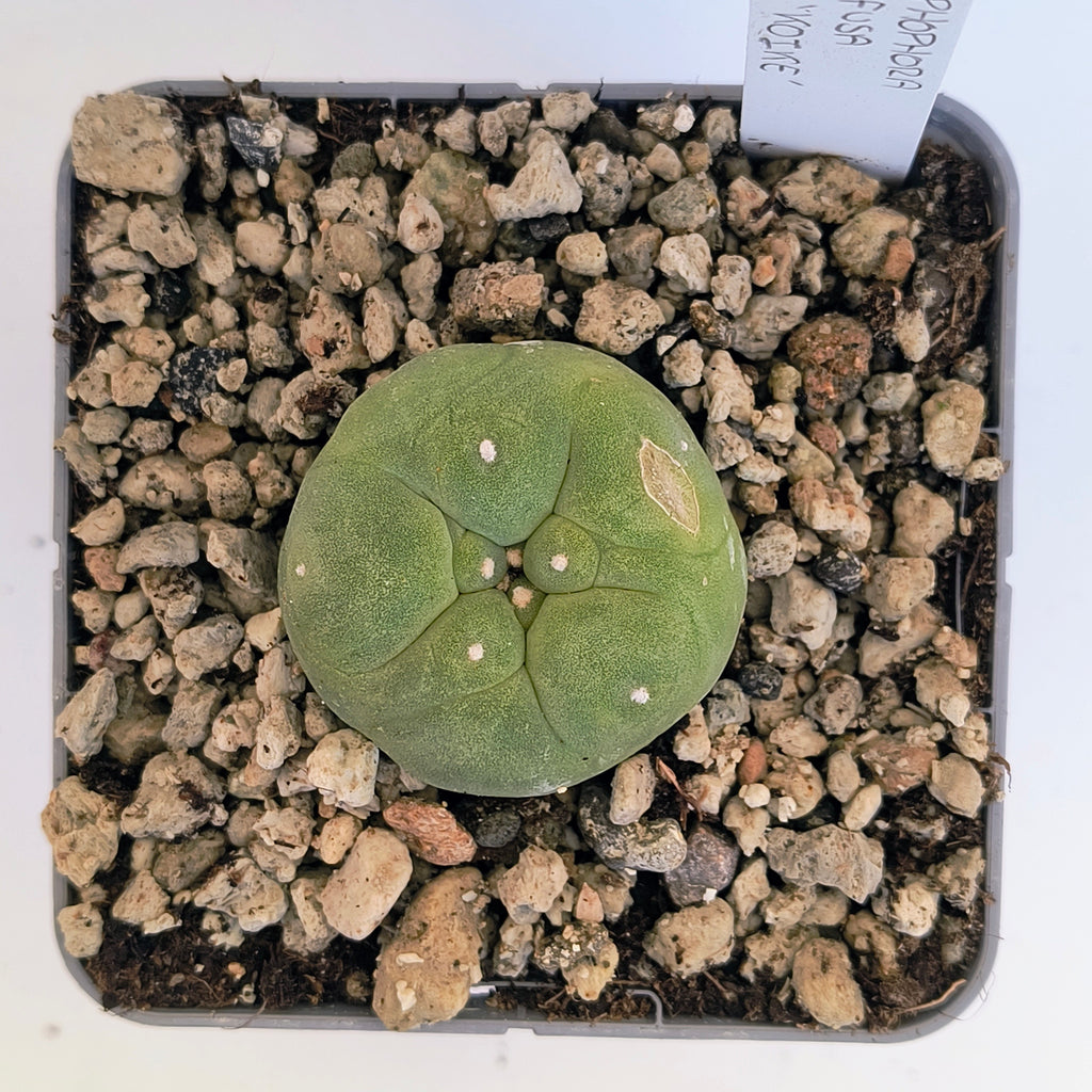 Lophophora diffusa cv. "Koike"