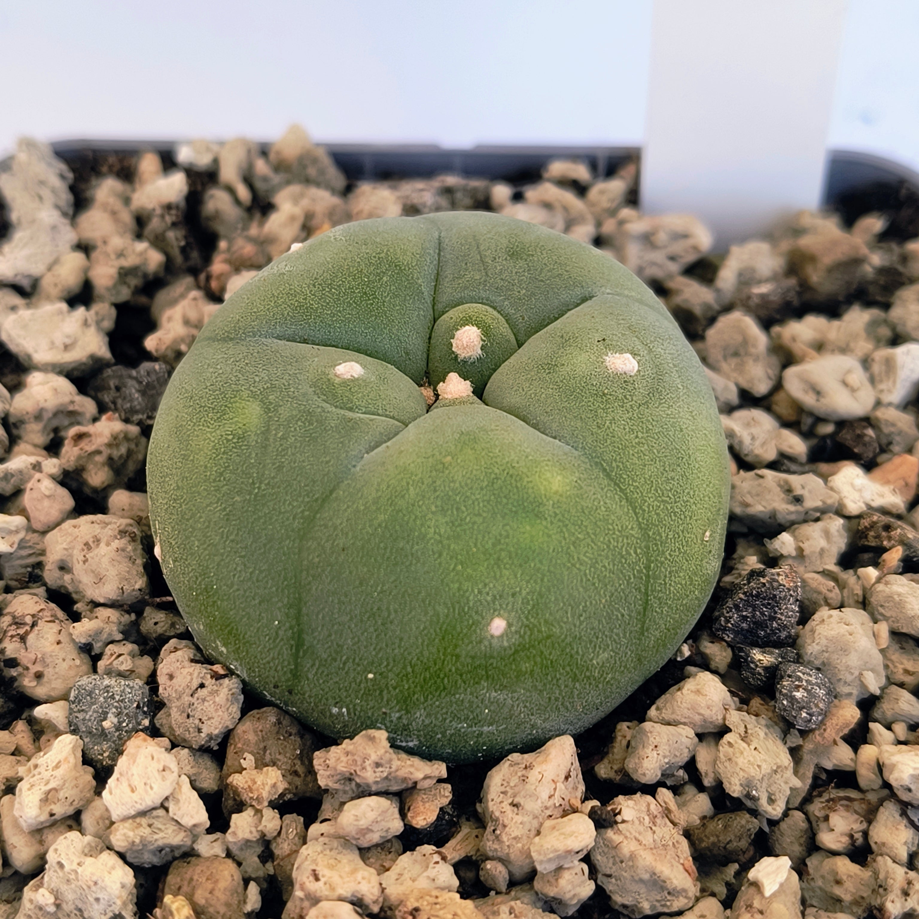 Lophophora diffusa cv. "Koike"