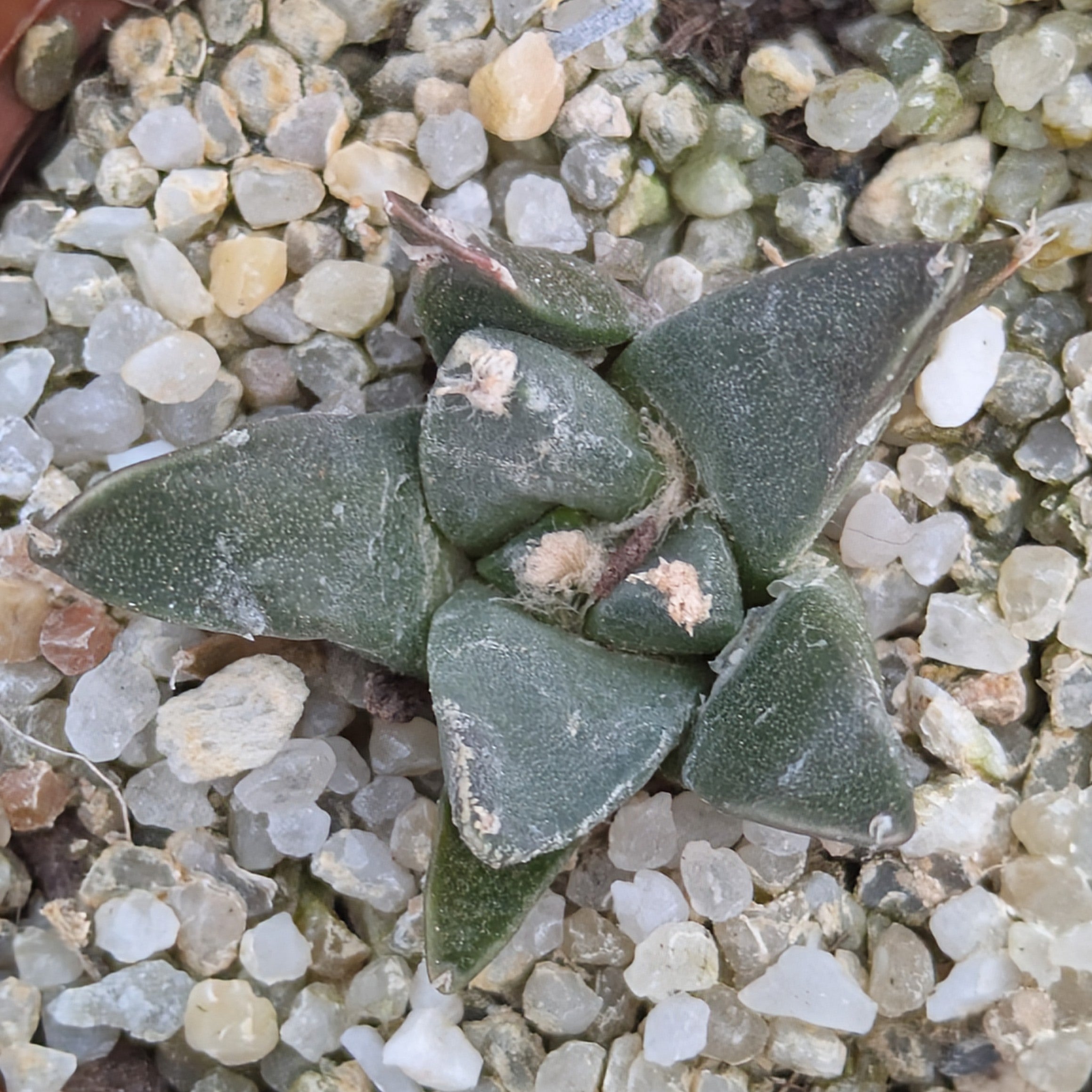 Ariocarpus furfuraceus KMR 54 Marmolejos, Aramberri, Nuevo León
