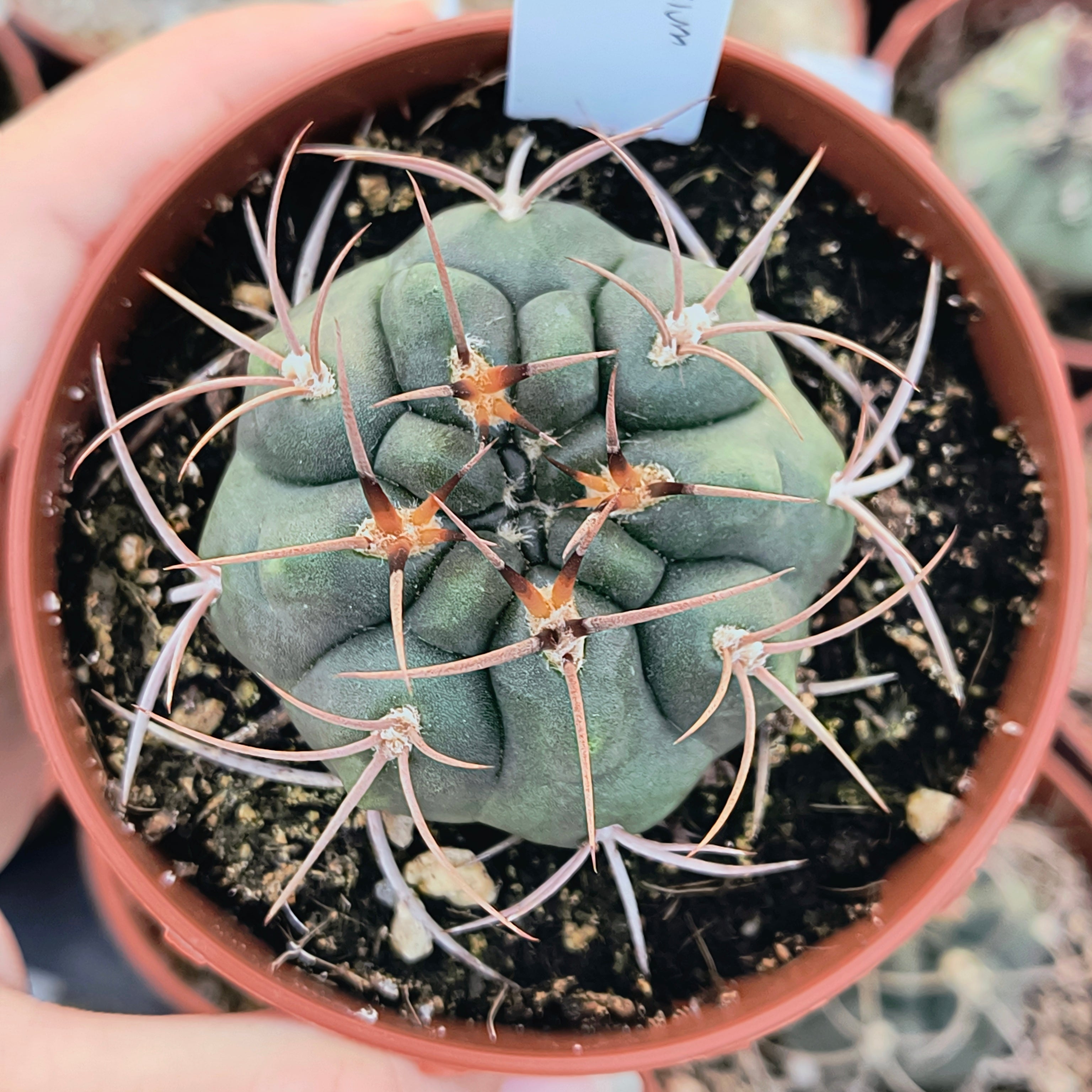 Gymnocalycium tillianum R 227, Sierra Ambato, Catamarca