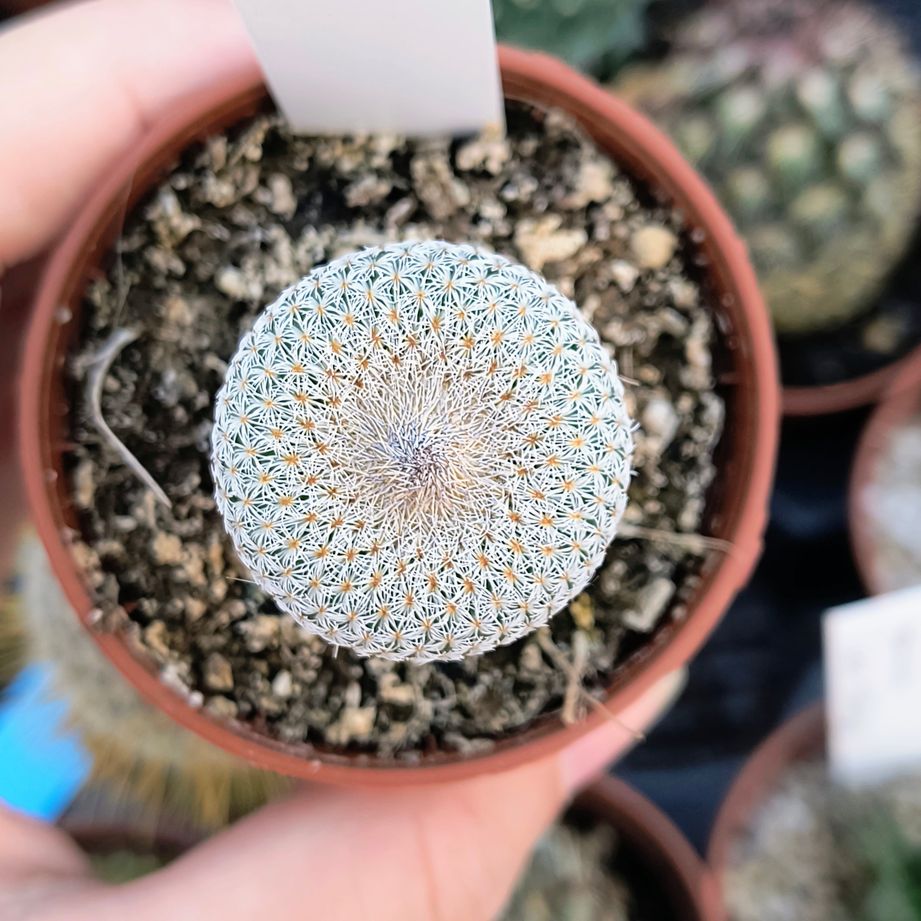 Epithelantha micromeris SB 125 Arteaga, Coahuila