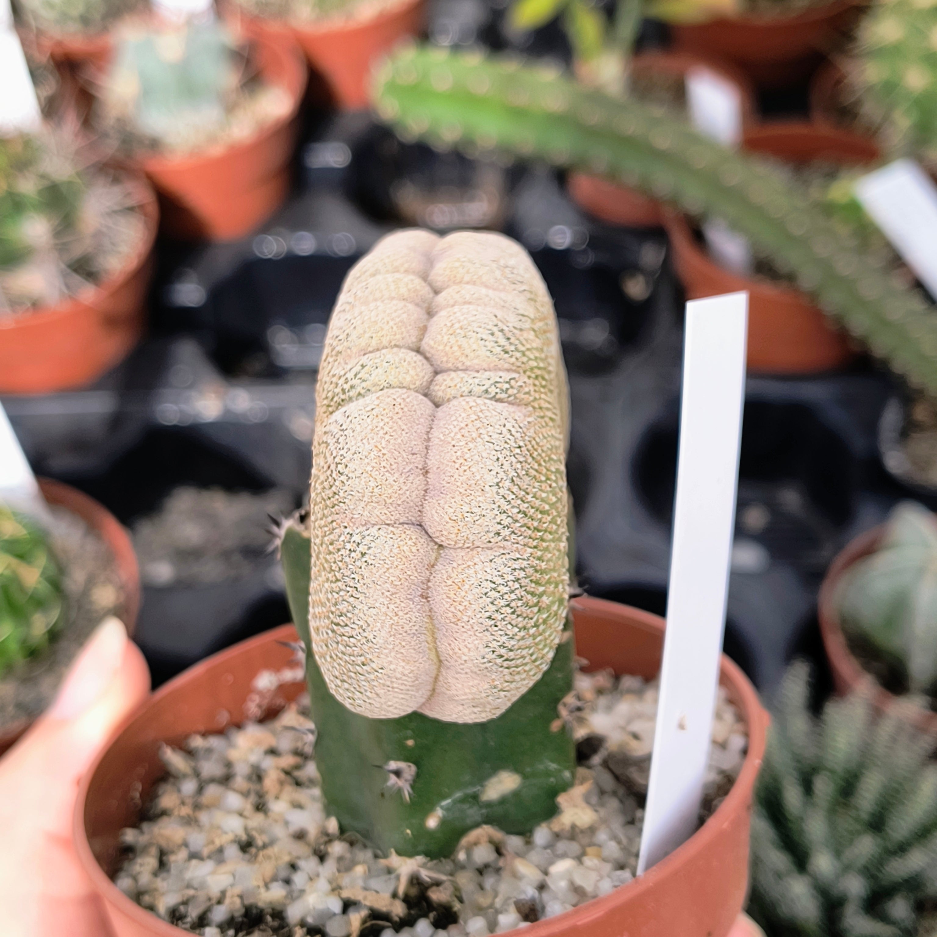 Epithelantha bokei cristata