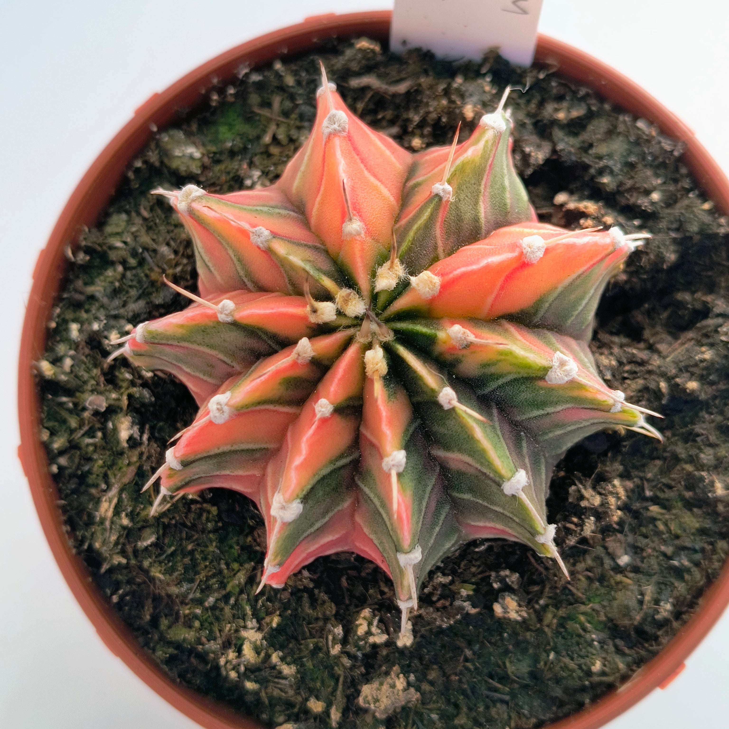Gymnocalycium híbrido LB variegata