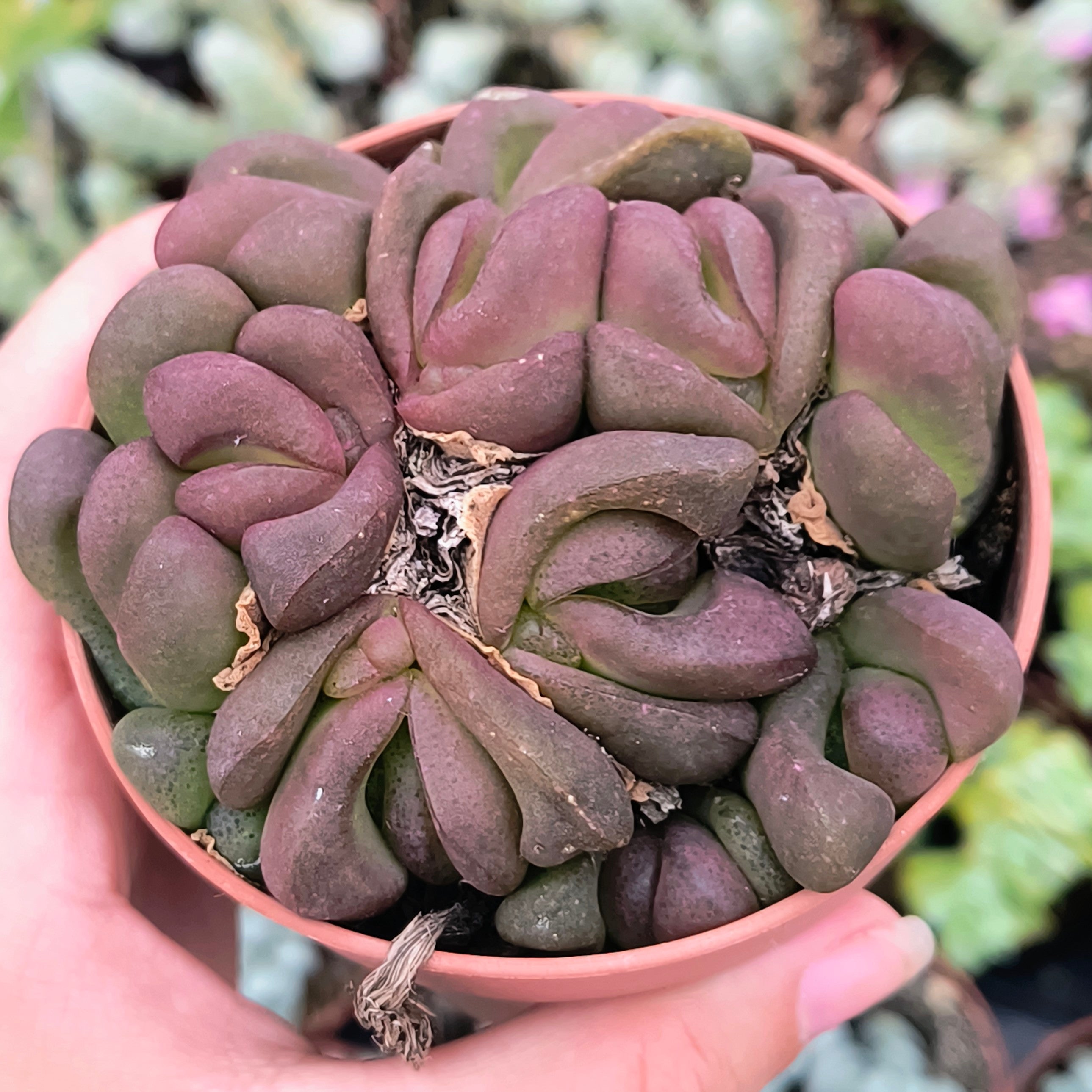 Glottiphyllum pygmaeum
