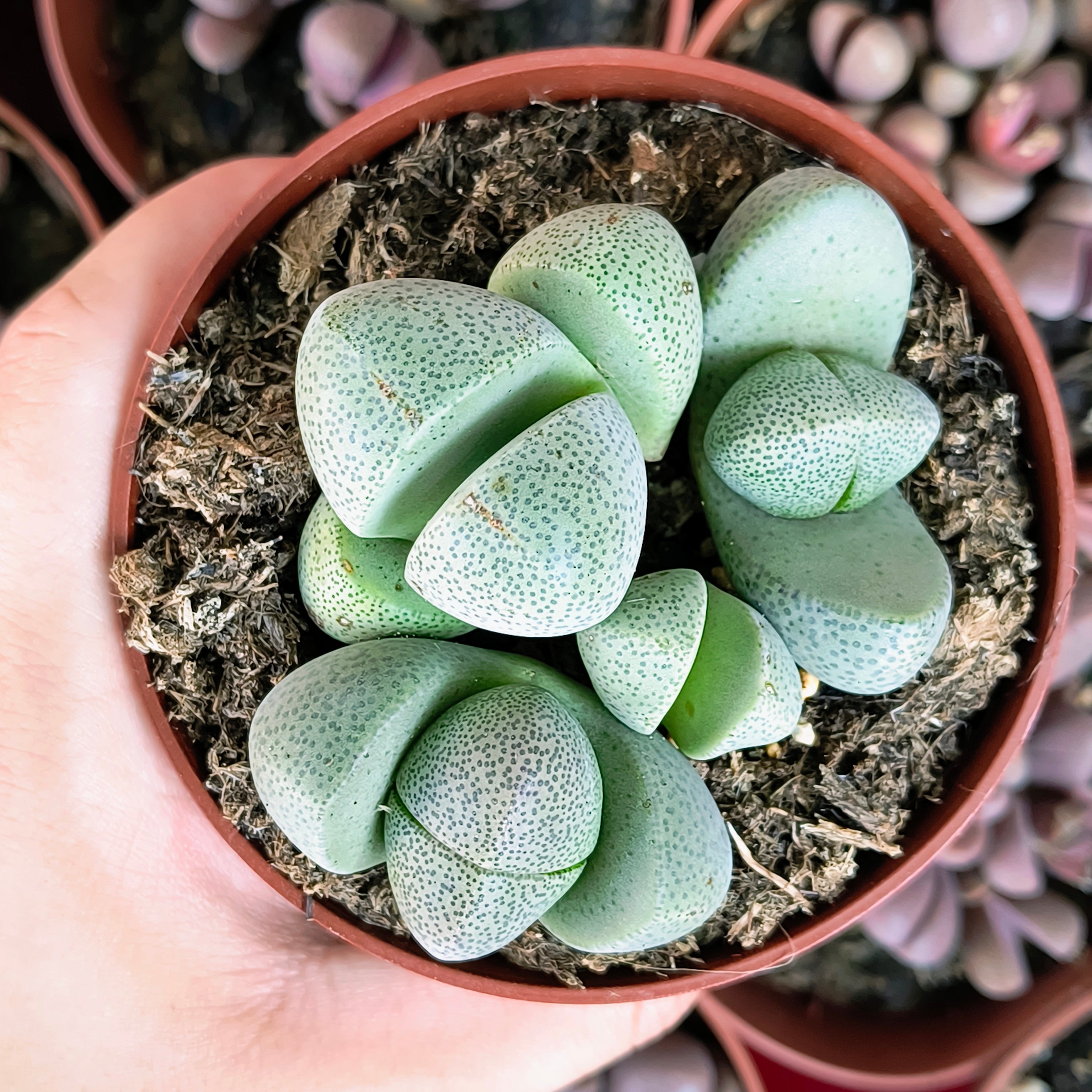 Pleiospilos nelii