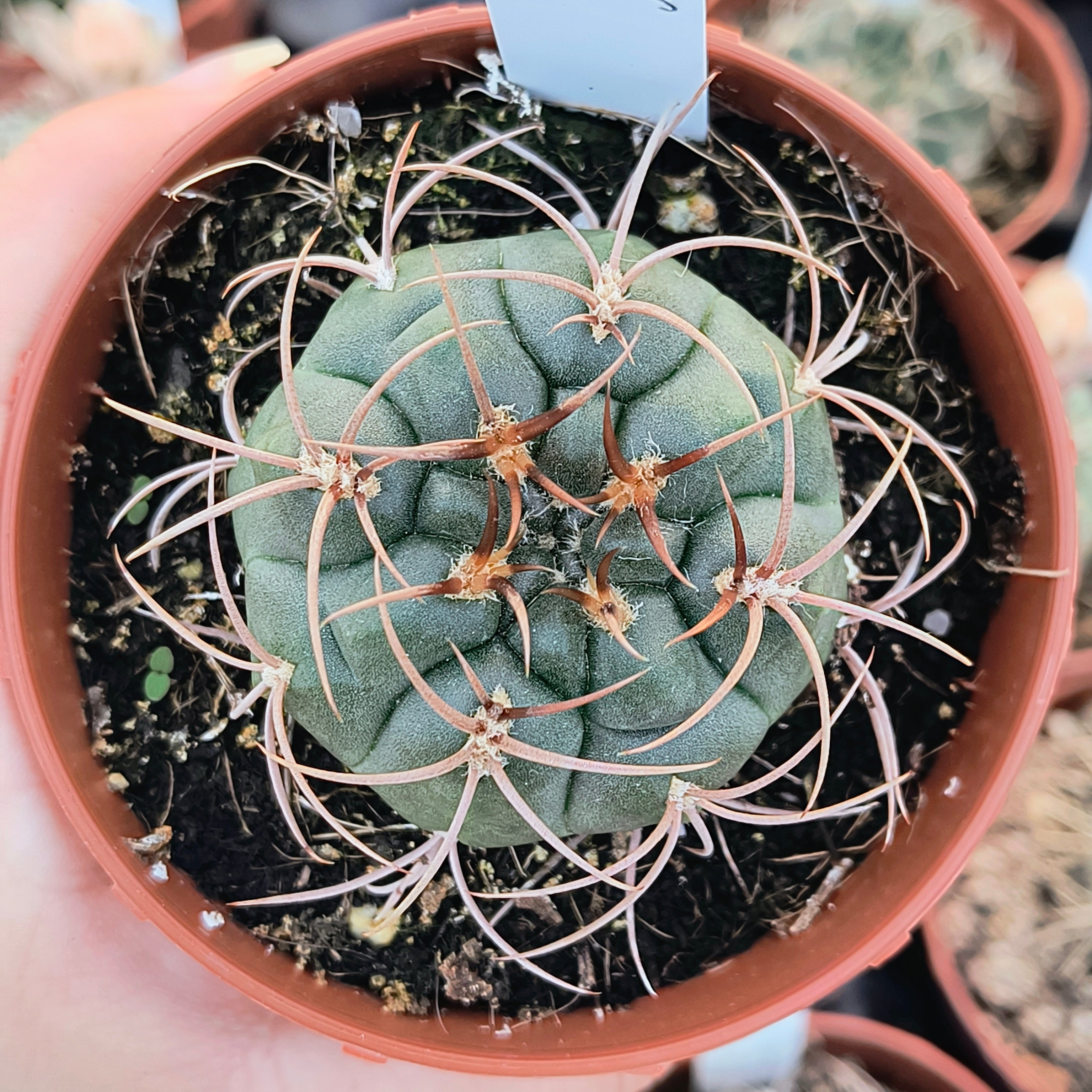 Gymnocalycium tillianum R 227 Sierra Ambato, Catamarca
