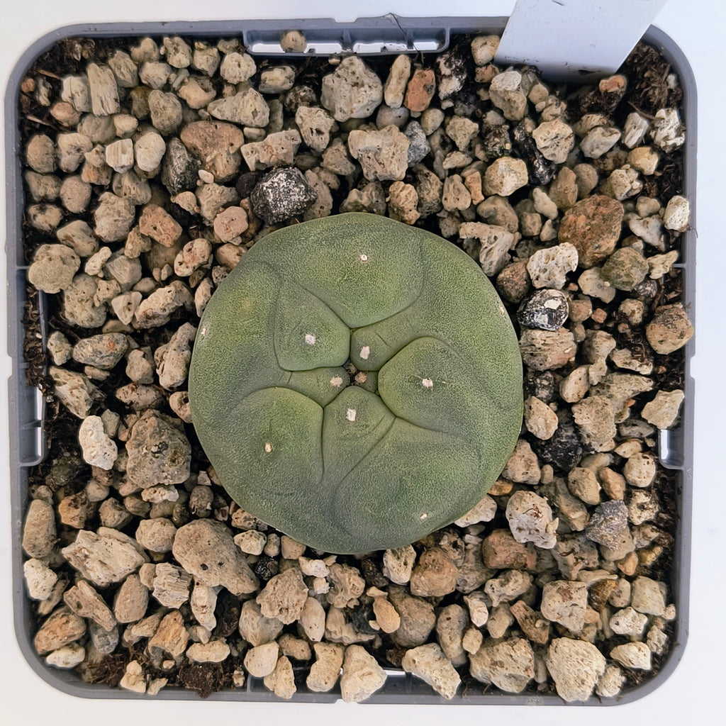 Lophophora diffusa cv. "Koike"