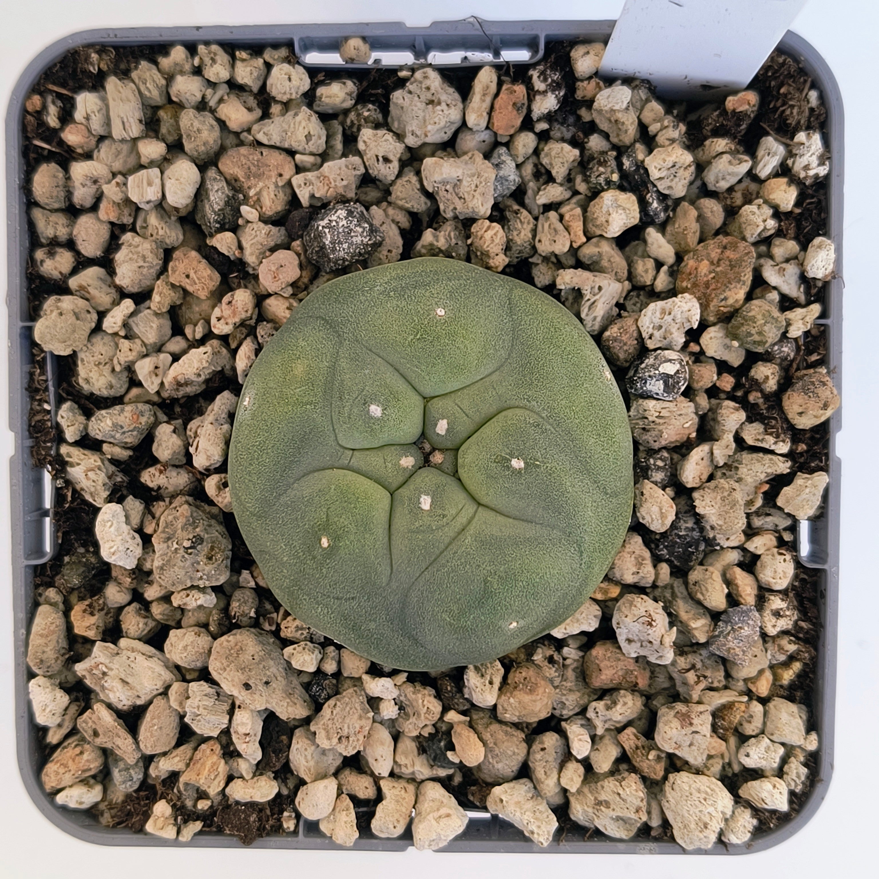 Lophophora diffusa cv. "Koike"