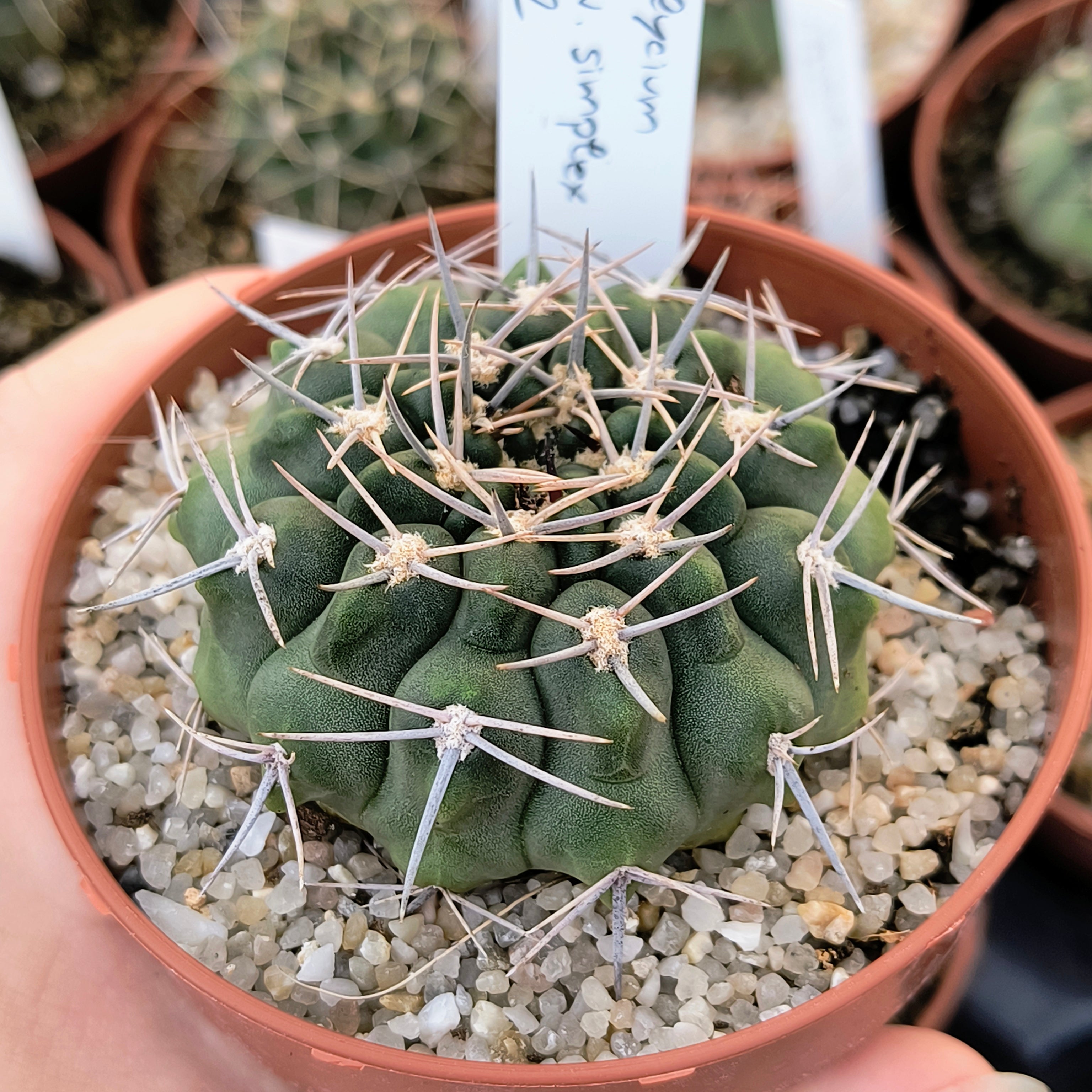 Gymnocalycium bicolor v. simplex STO 232, 5km al Oeste de Caminiaga, Córdoba