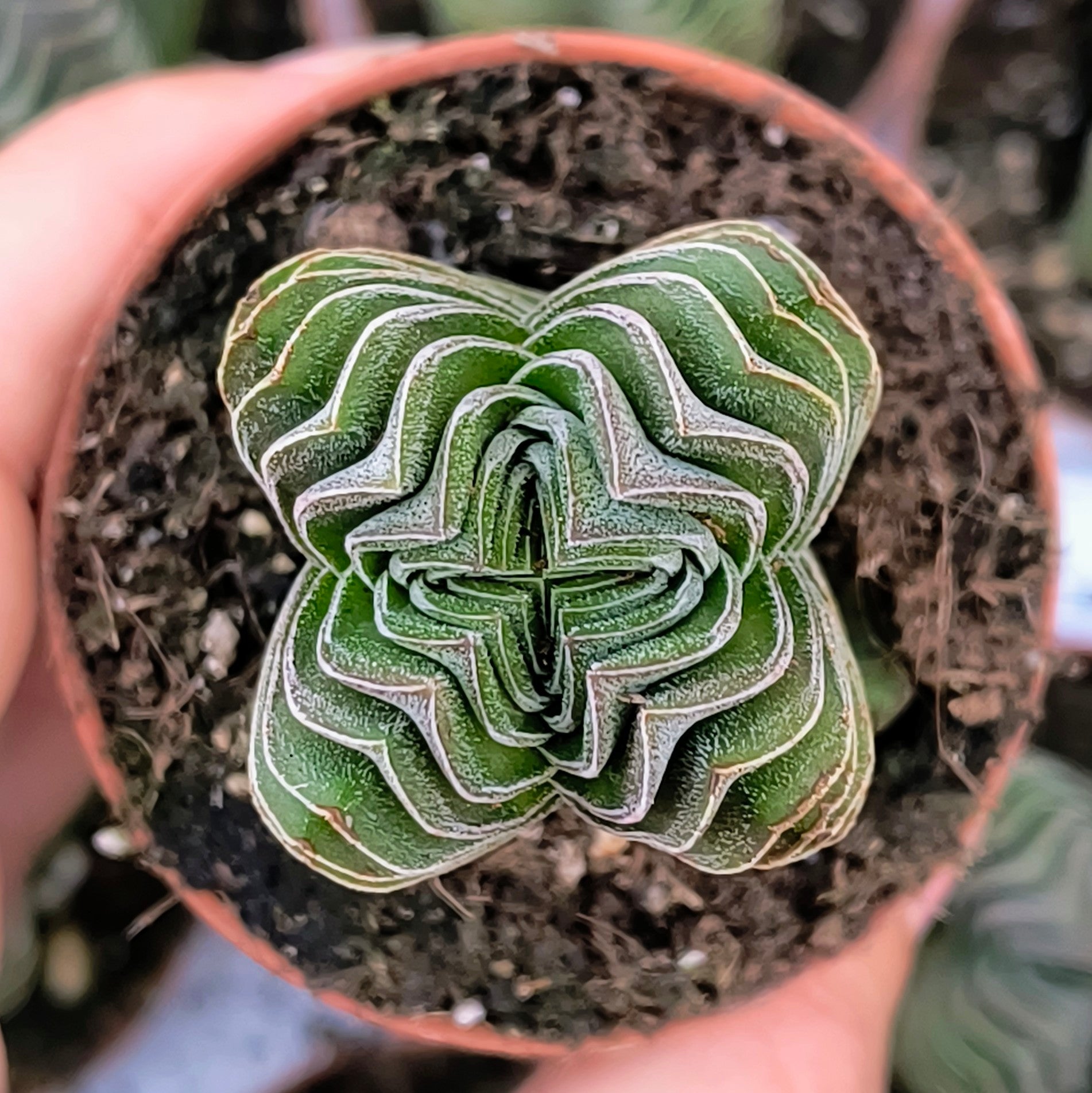 Crassula cv. "Buddha's Temple"