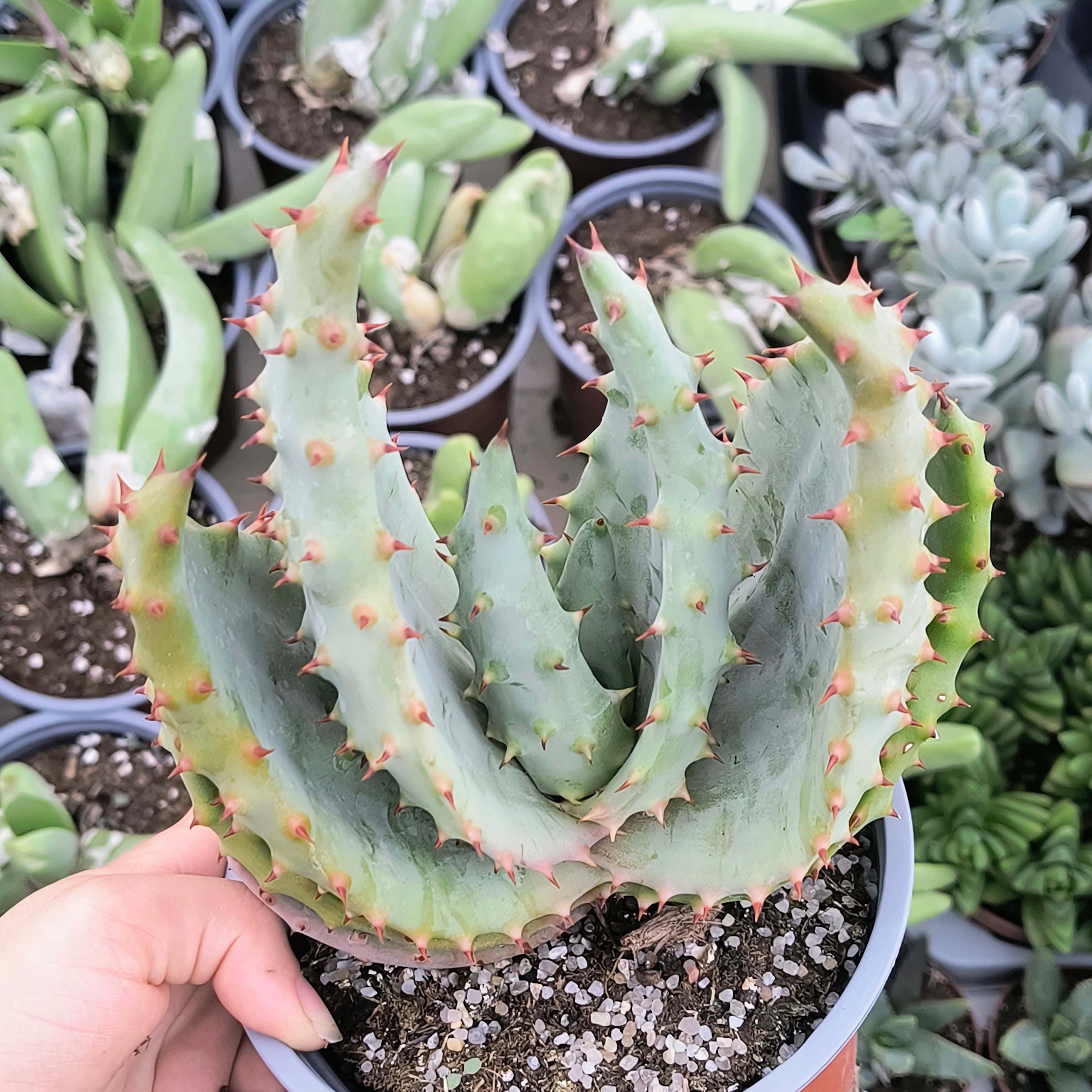 Aloe pleglerae