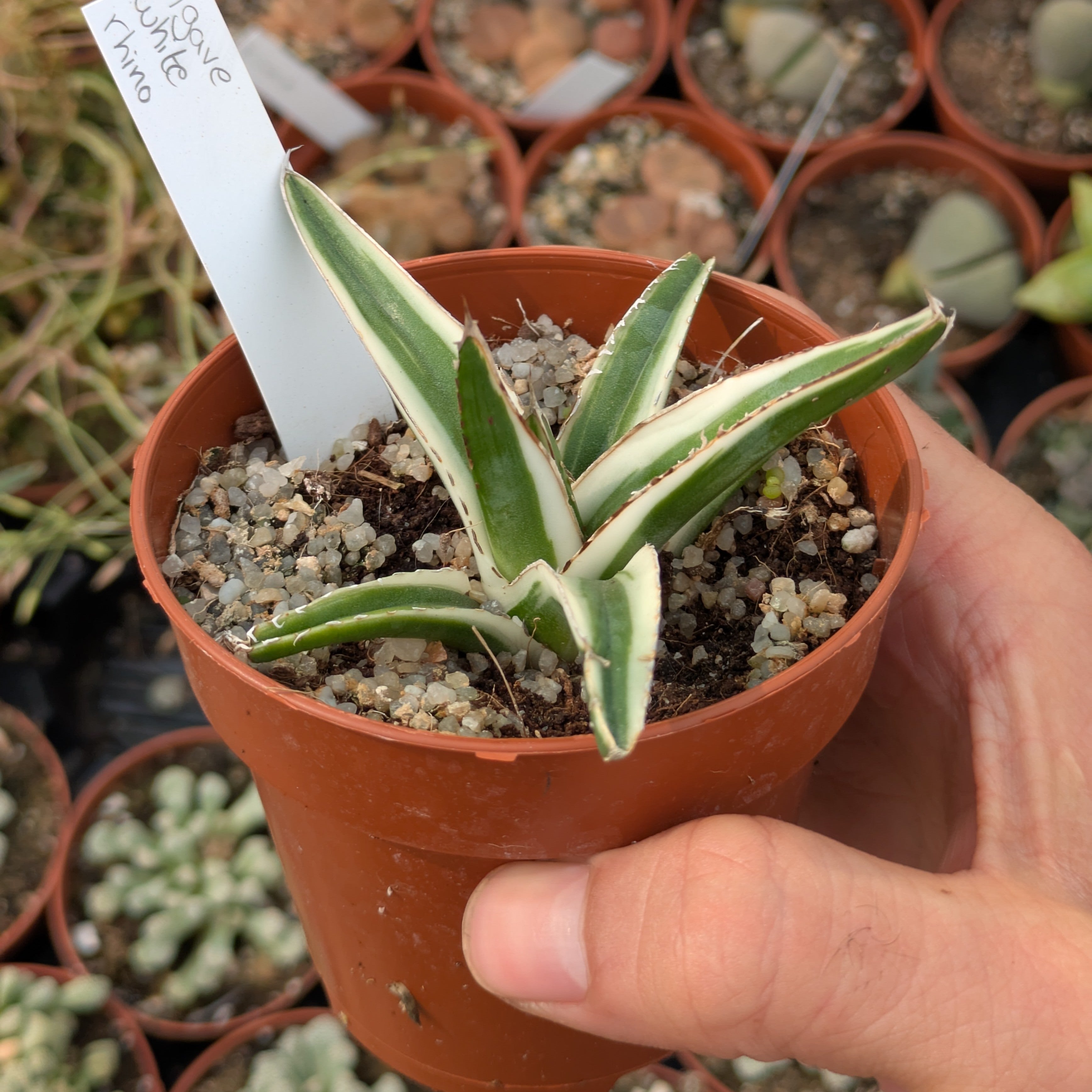 Agave cv. "White Rhino"