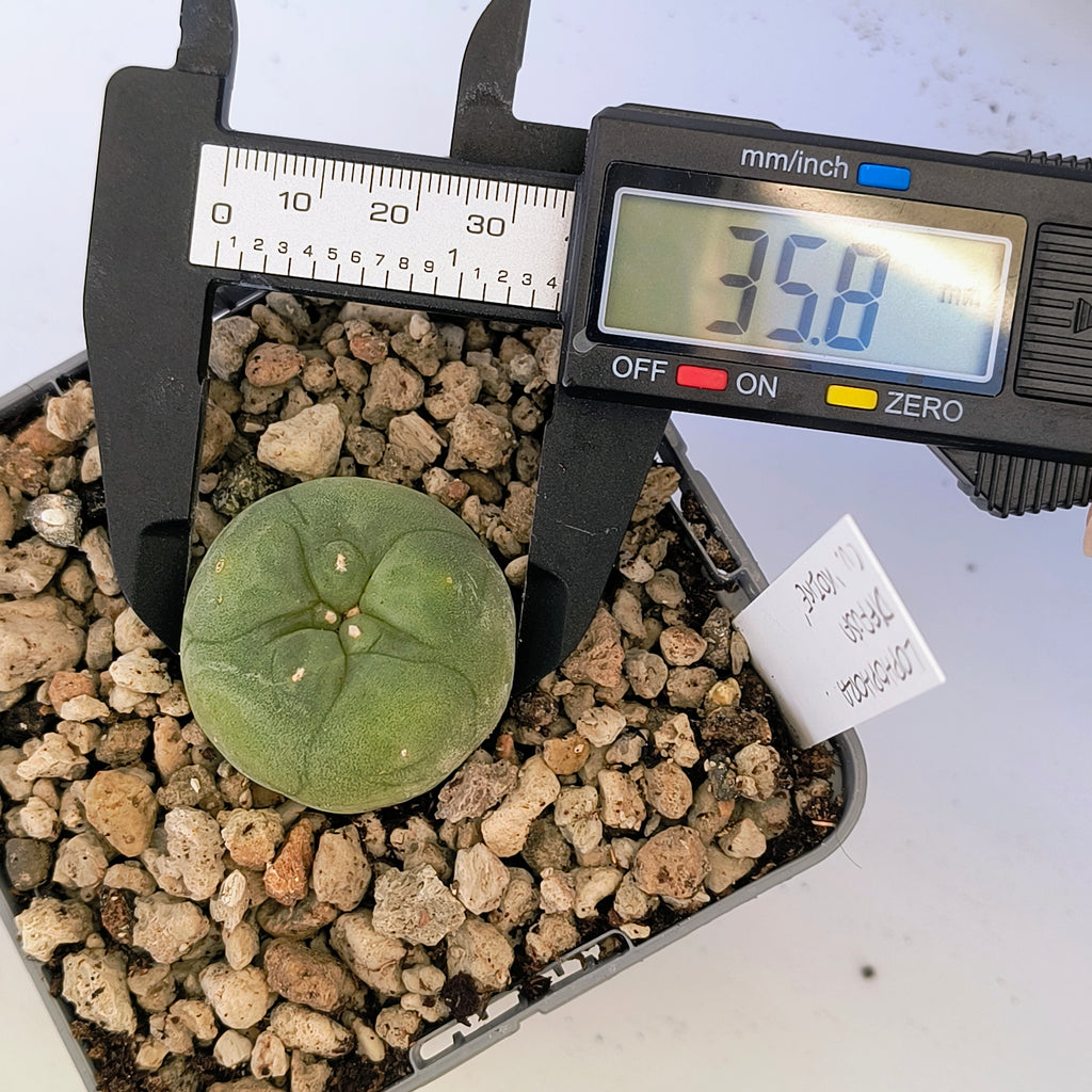 Lophophora diffusa cv. "Koike"