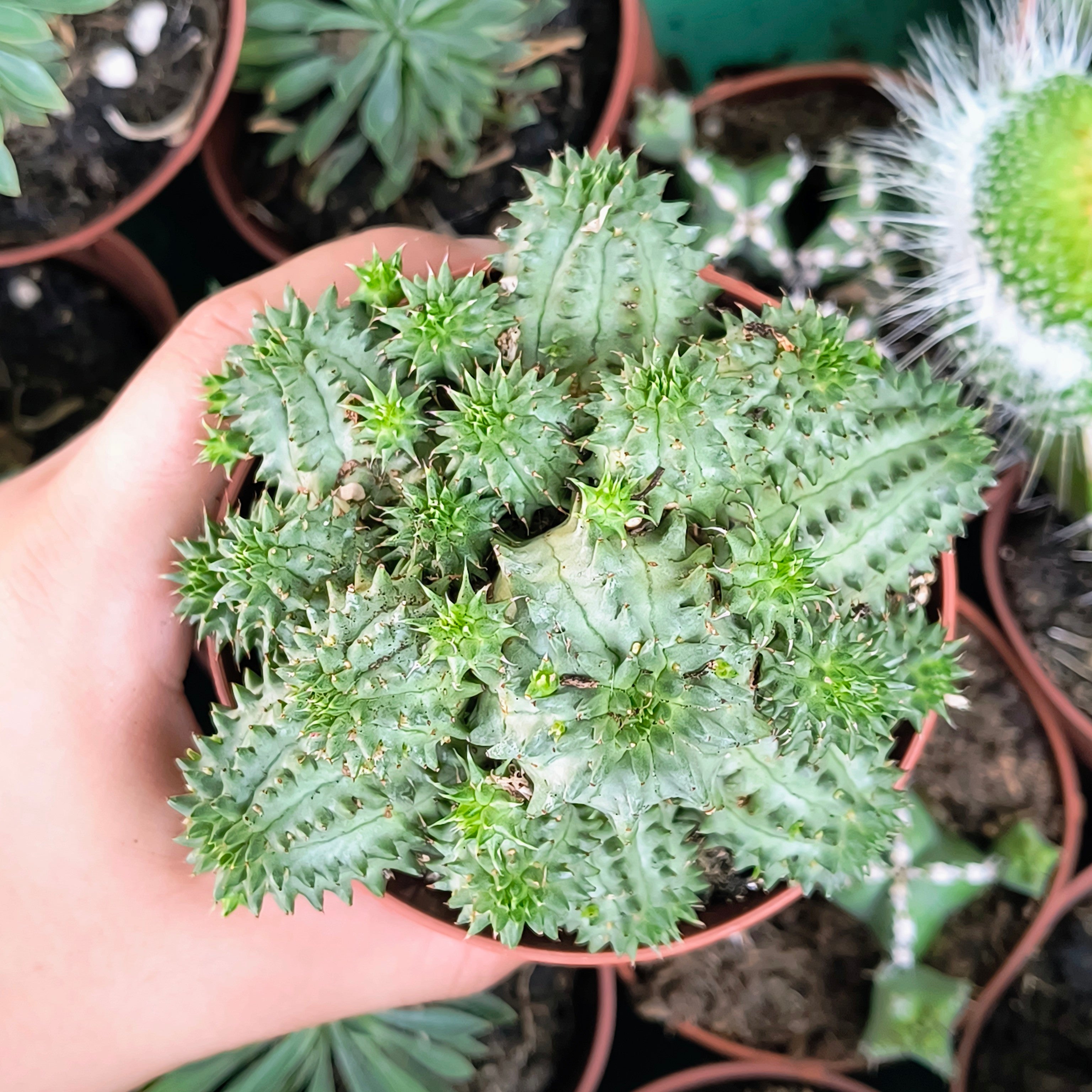 Euphorbia suzannae