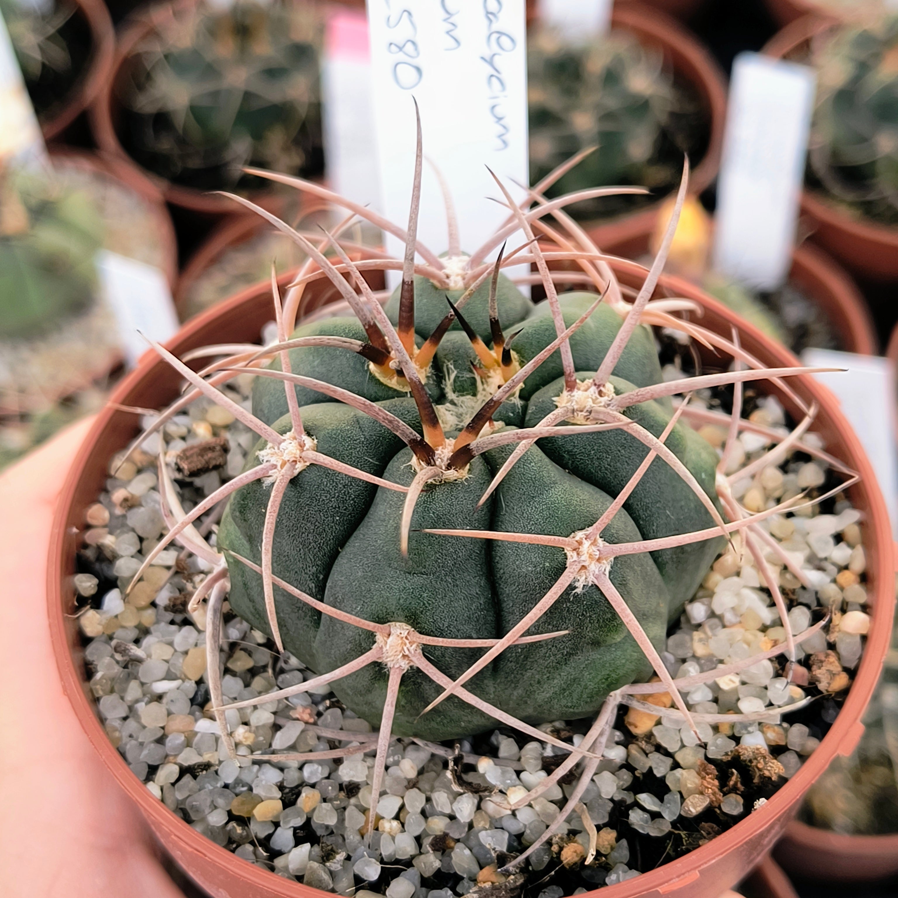 Gymnocalycium tillianum STO 1580