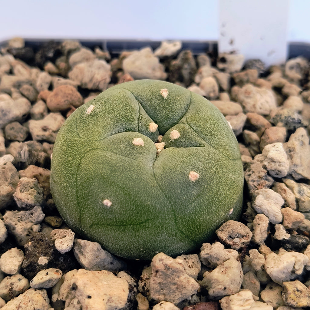 Lophophora diffusa cv. "Koike"