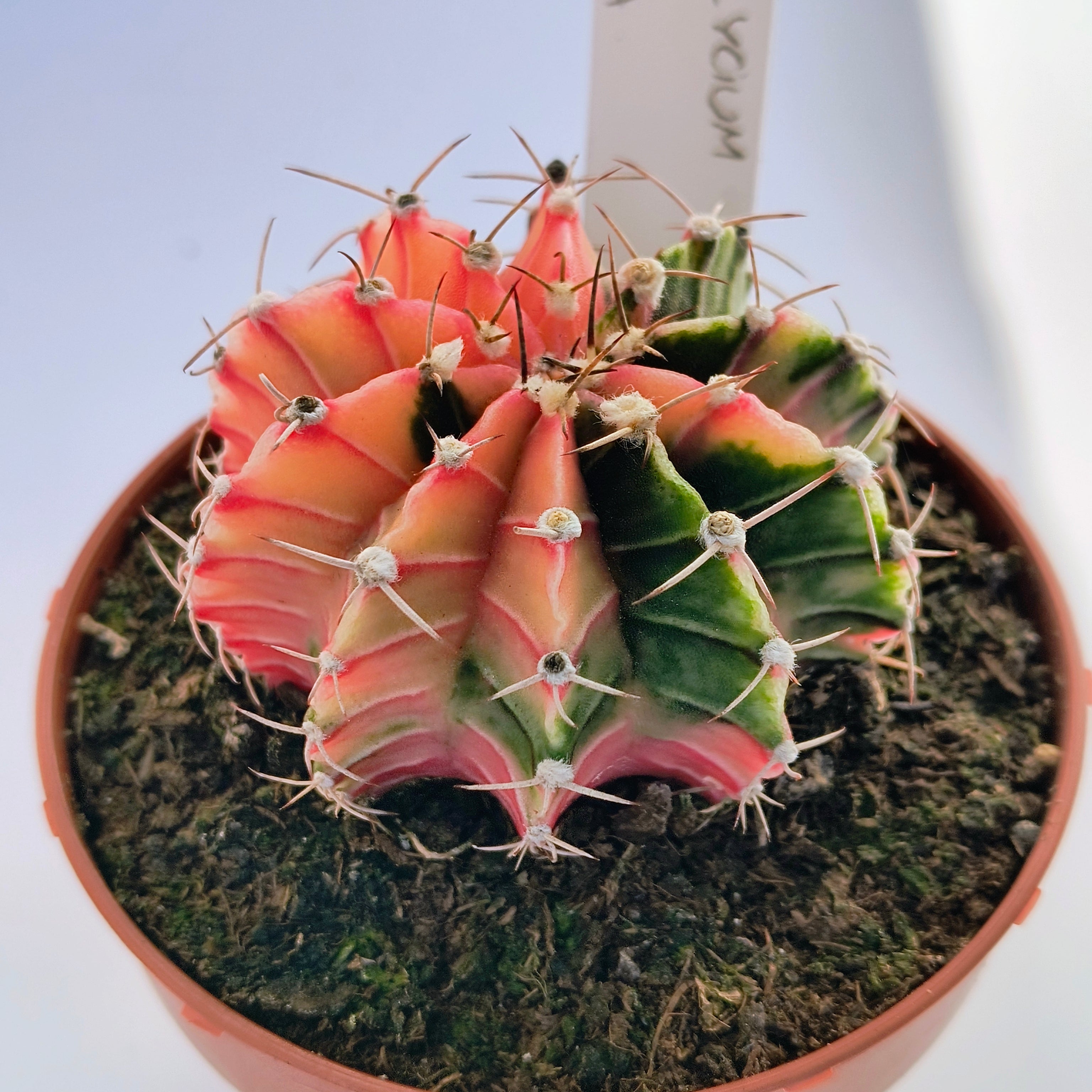 Gymnocalycium híbrido variegata