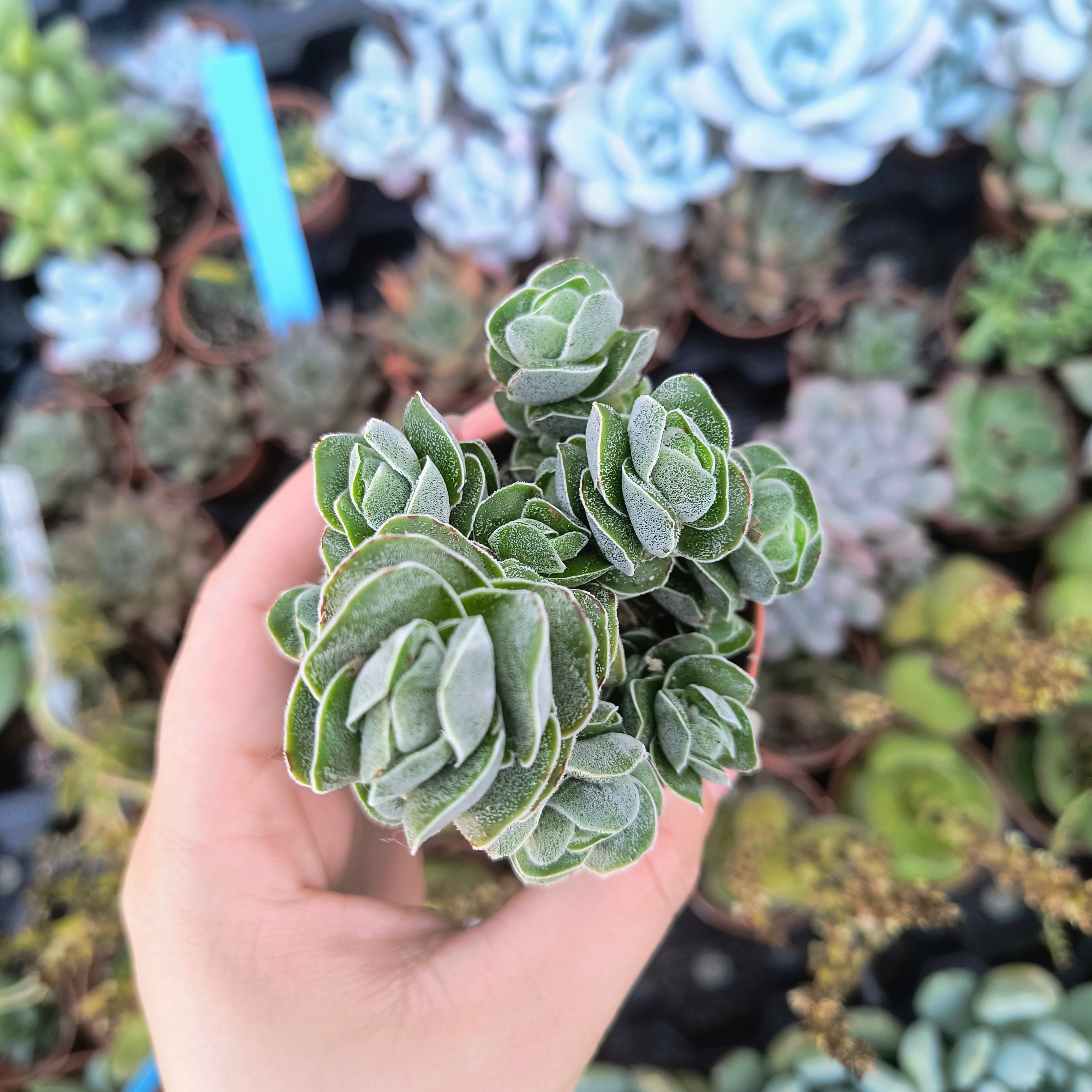 Crassula pangolín