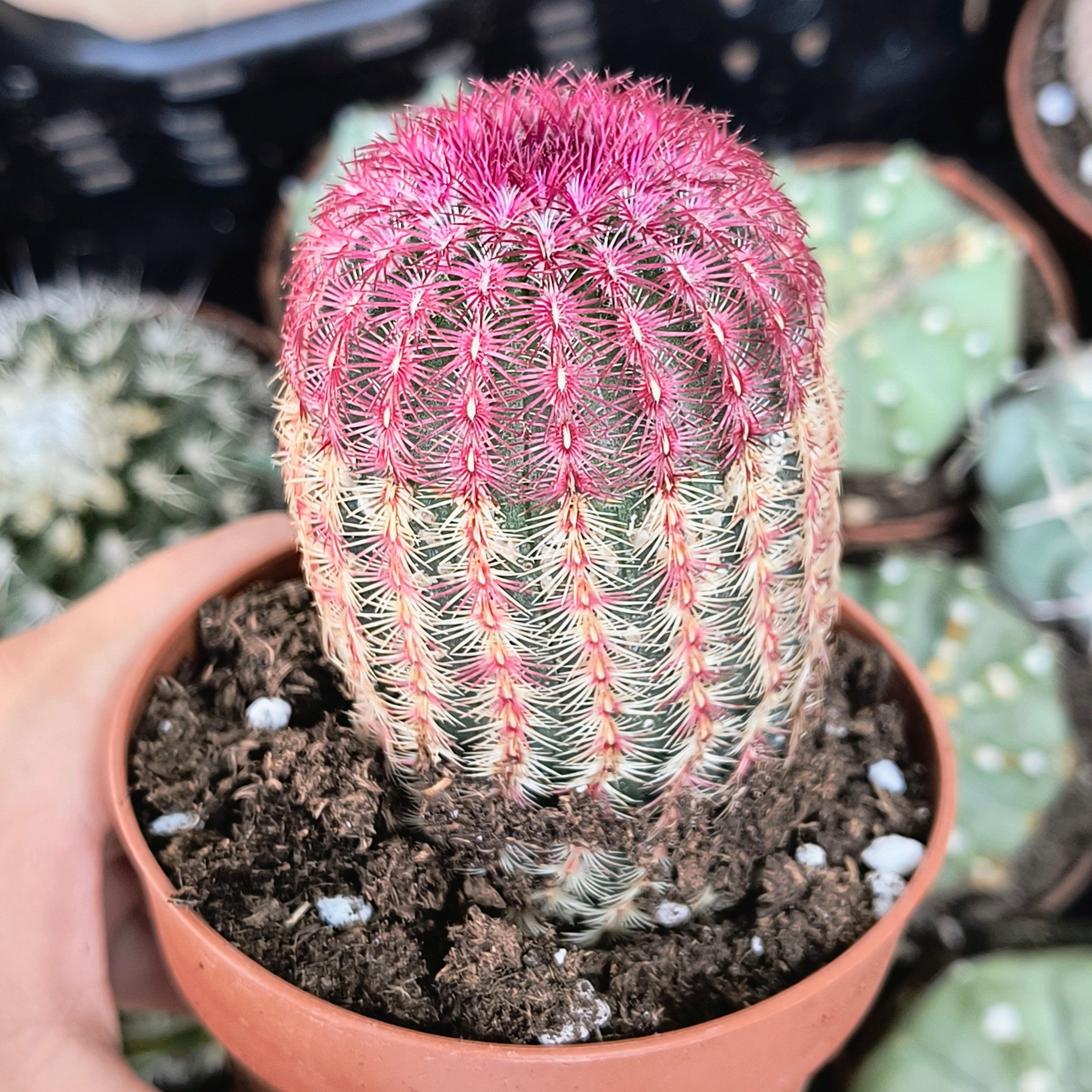 Echinocereus rigidissimus v. rubispinus