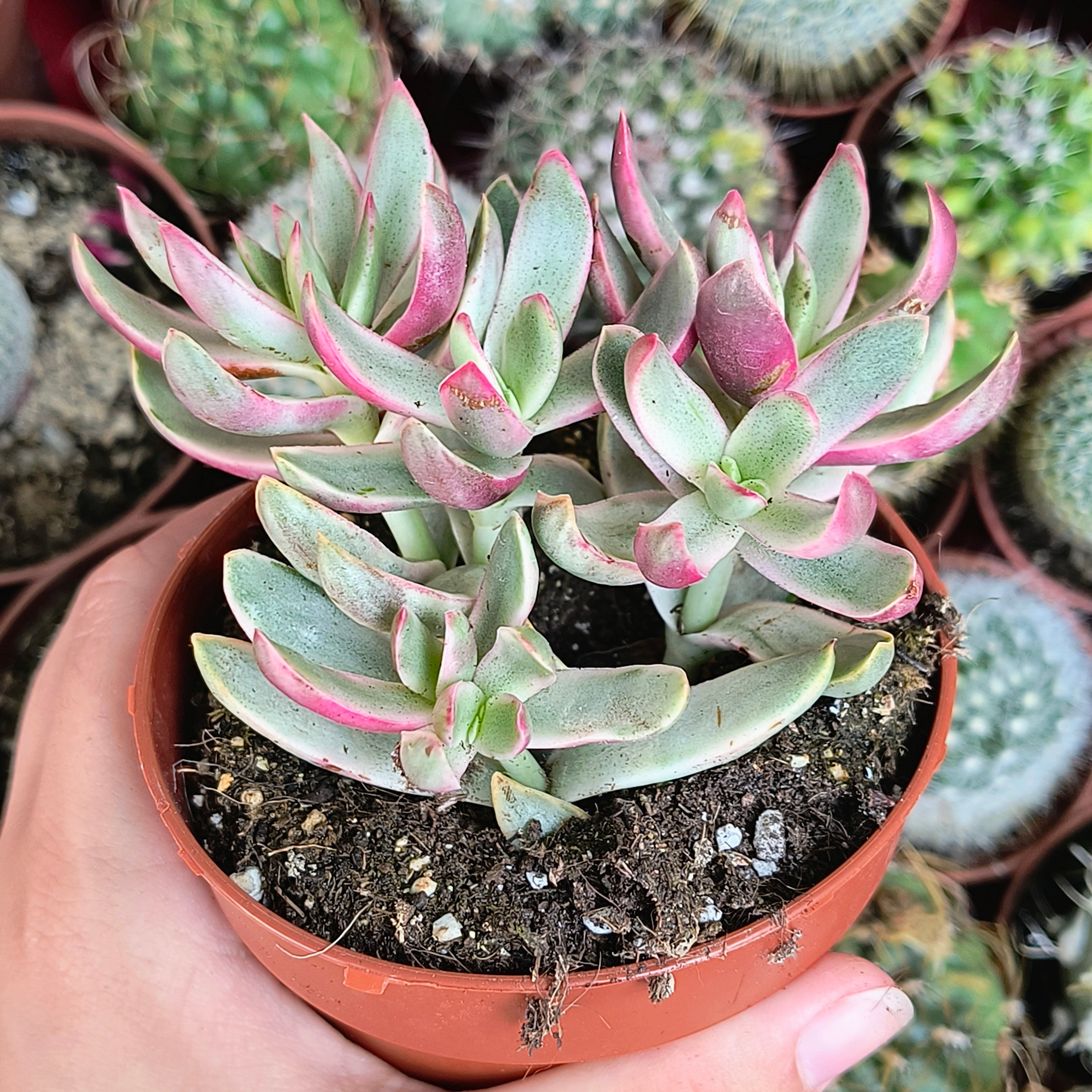 Crassula rubricaulis "Candy Cane"