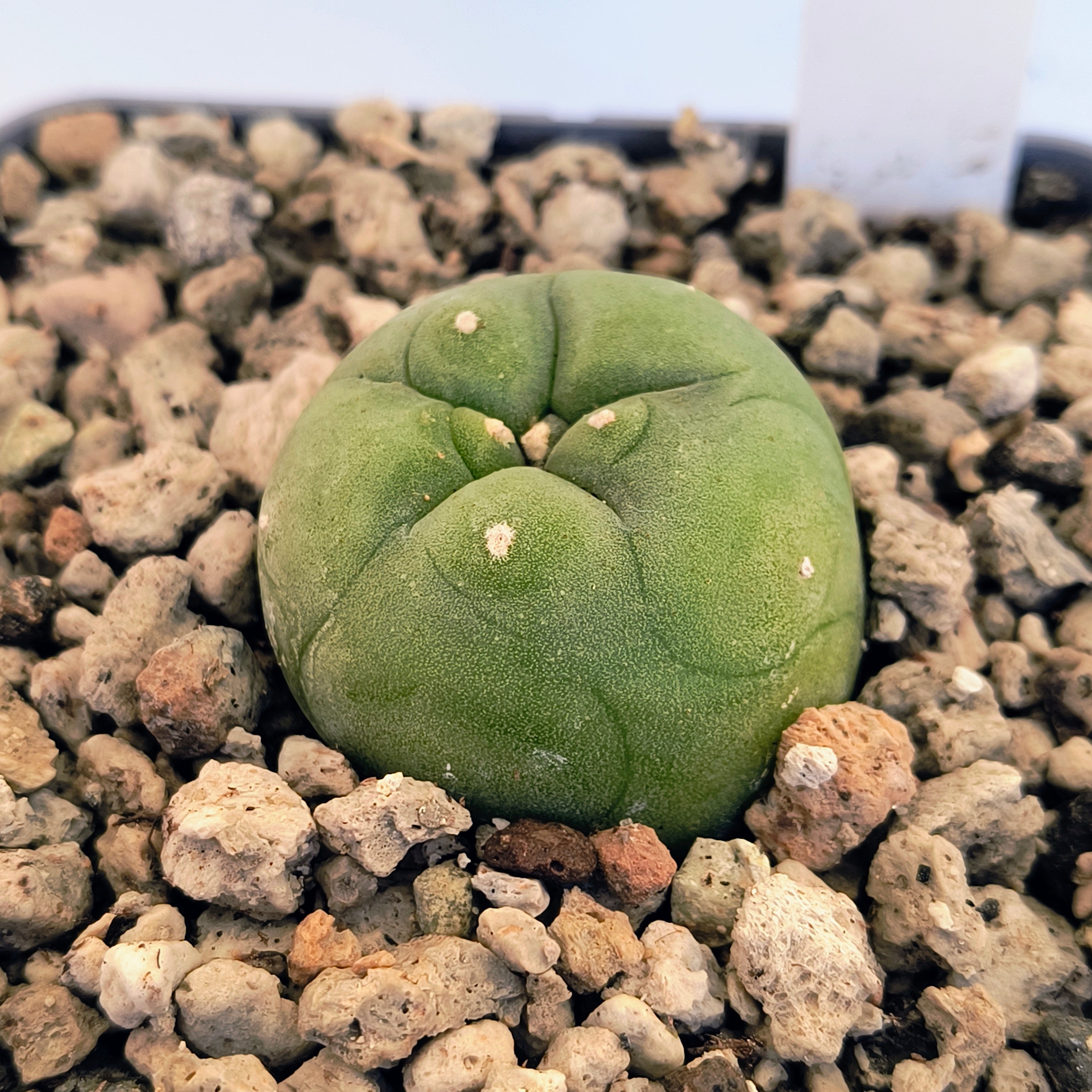 Lophophora diffusa cv. "Koike"