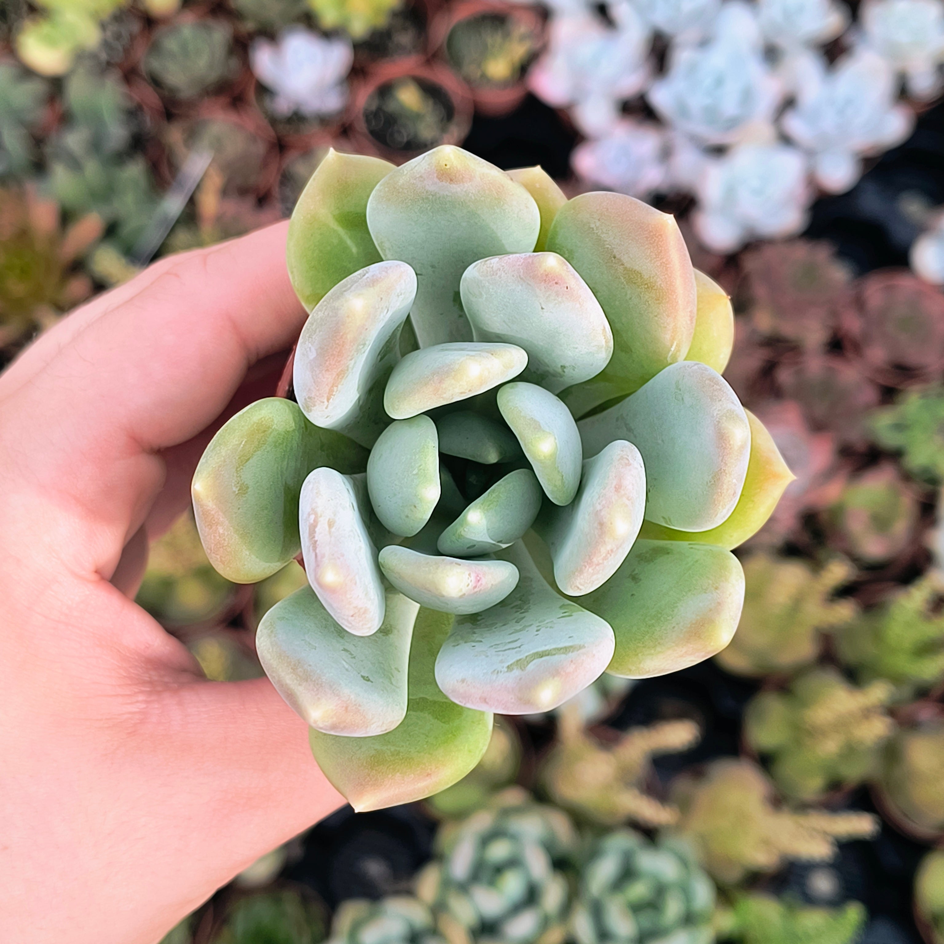 Pachyveria sp