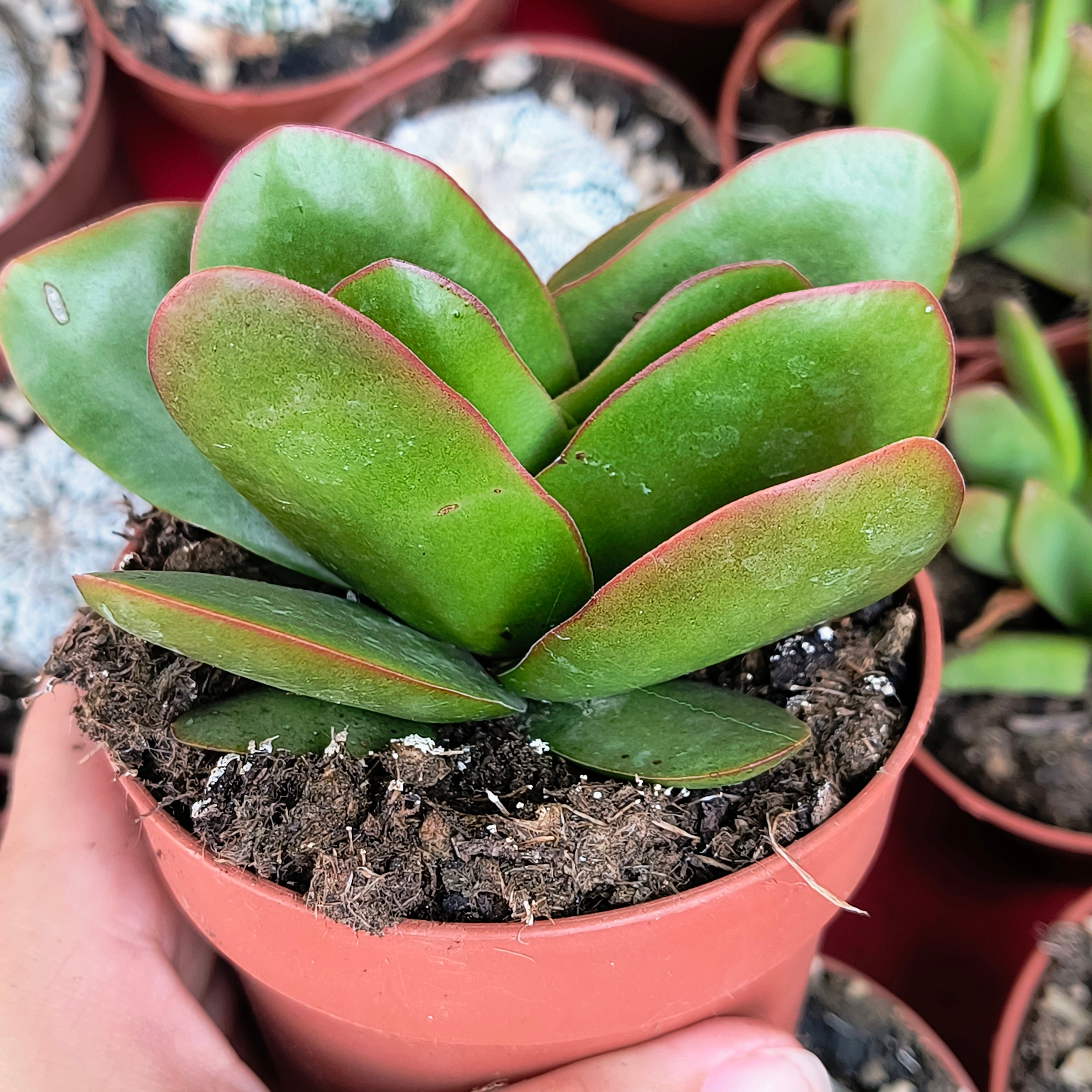 Crassula borracha