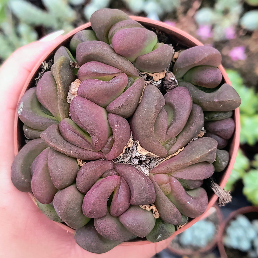 Glottiphyllum pygmaeum