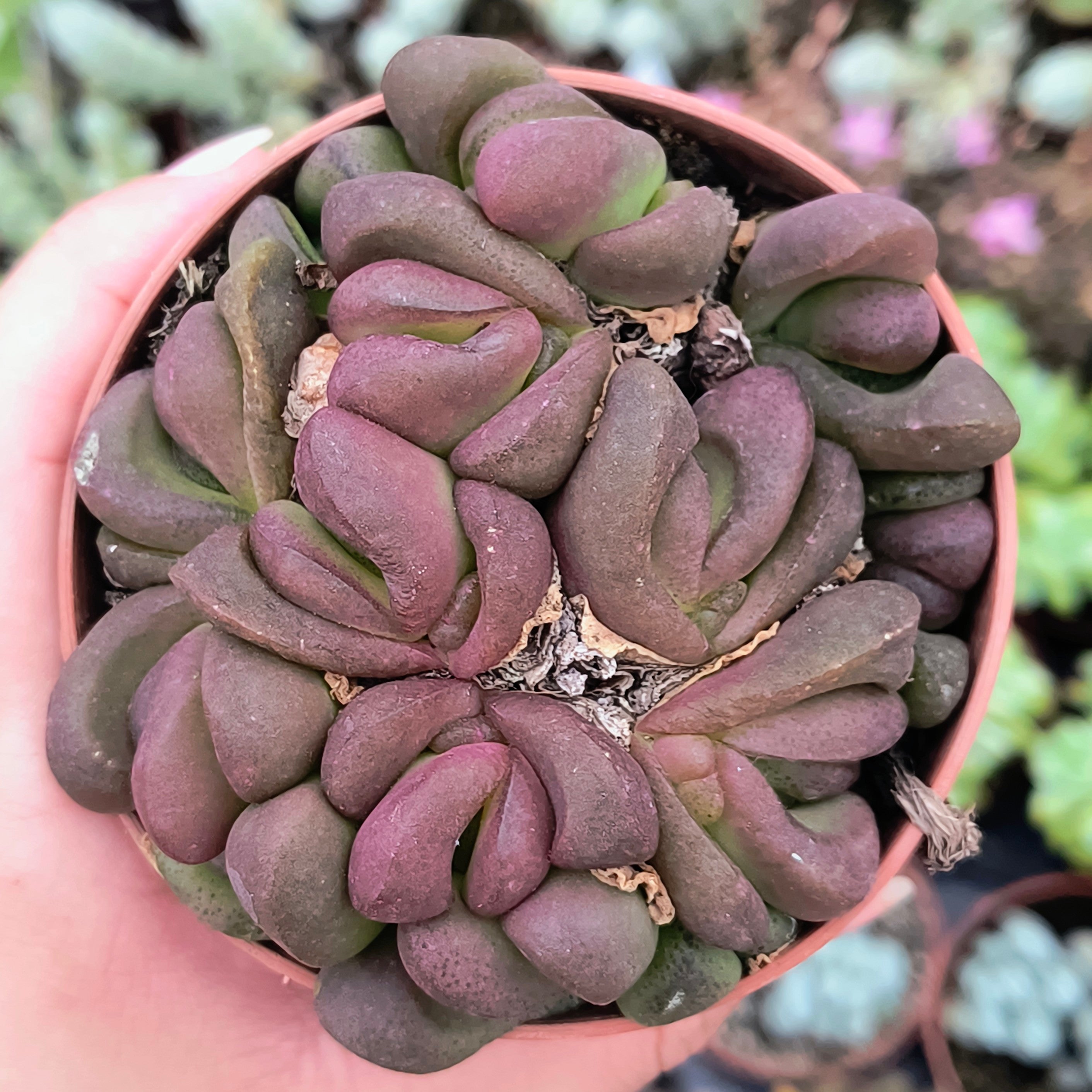 Glottiphyllum pygmaeum
