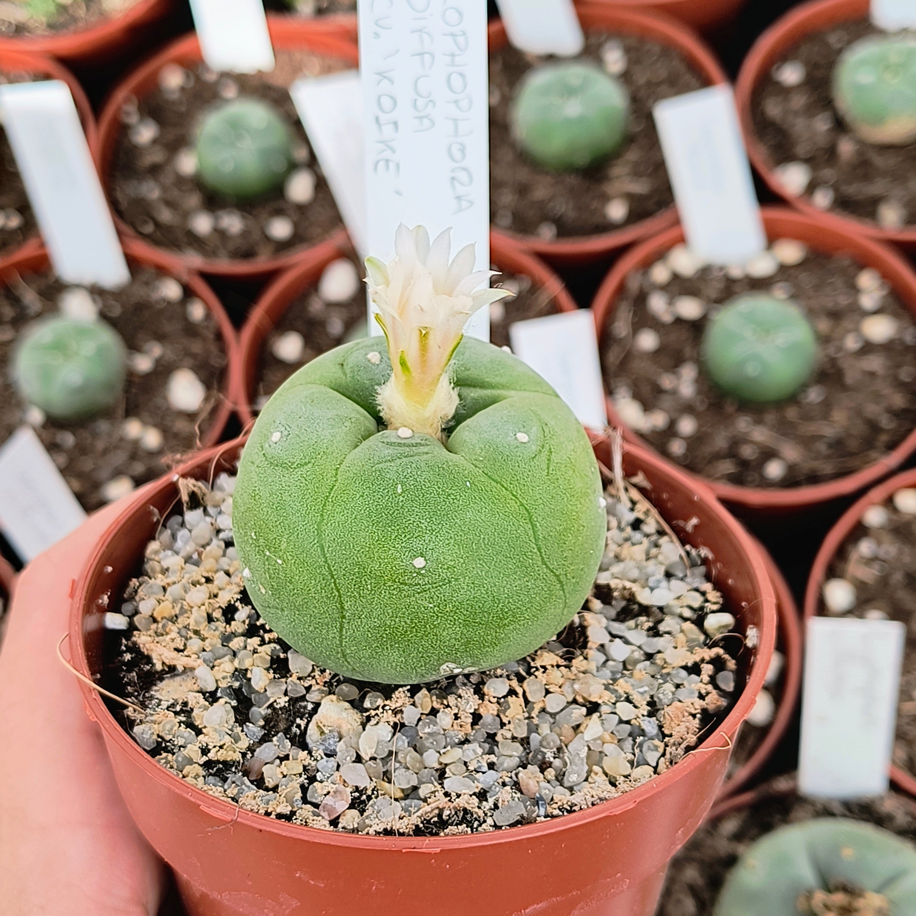 Lophophora diffusa cv. "Koike"