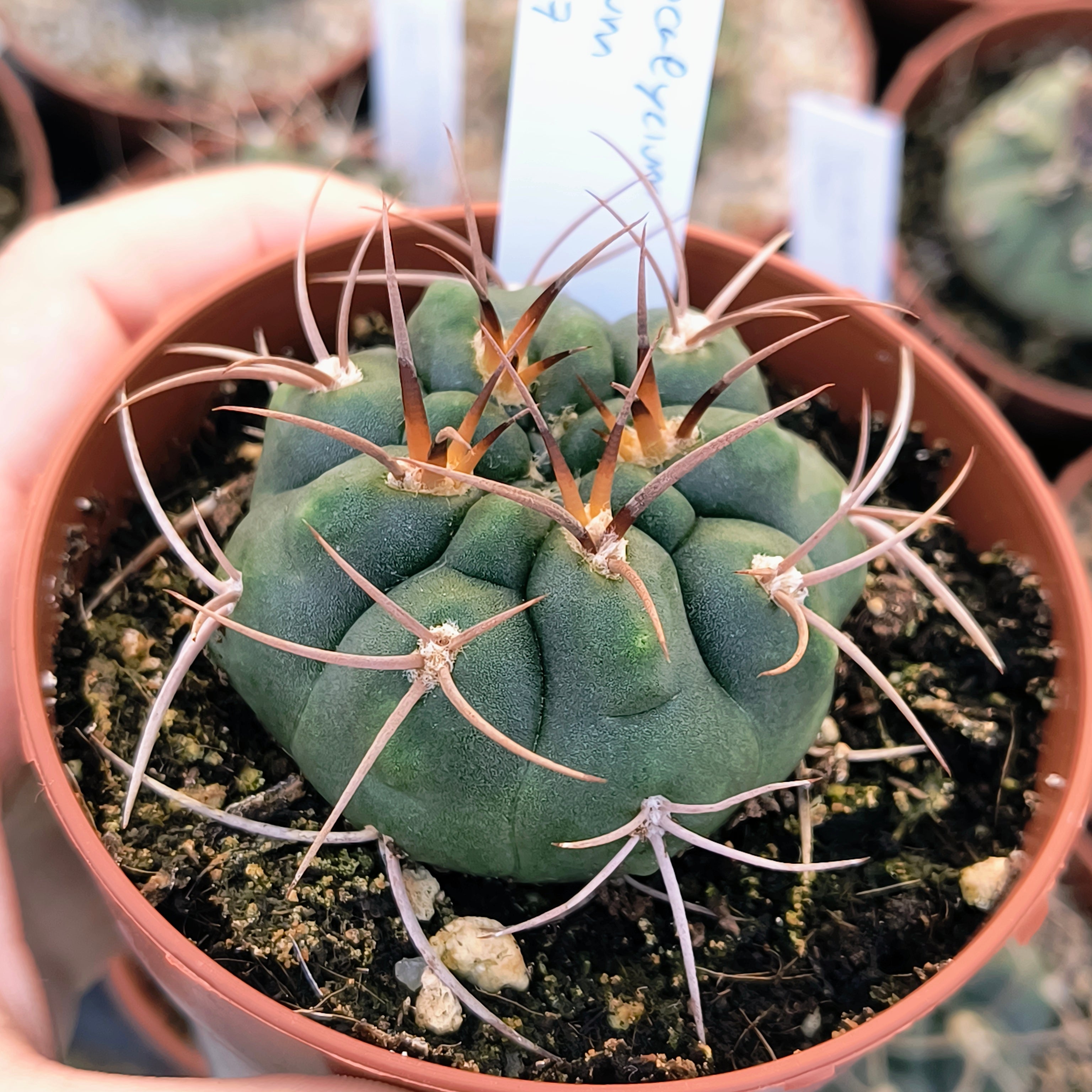 Gymnocalycium tillianum R 227, Sierra Ambato, Catamarca