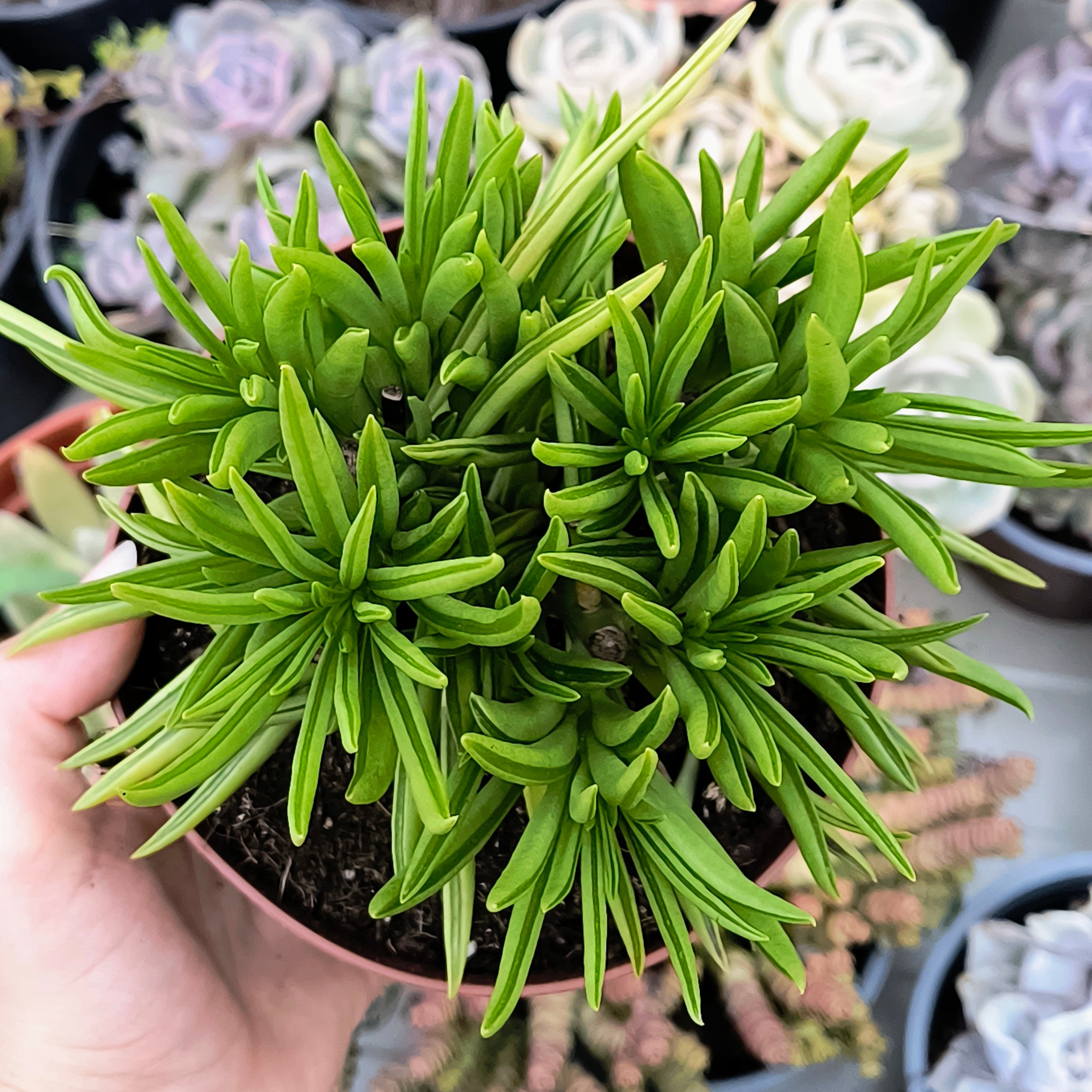 Peperomia ferreyrae