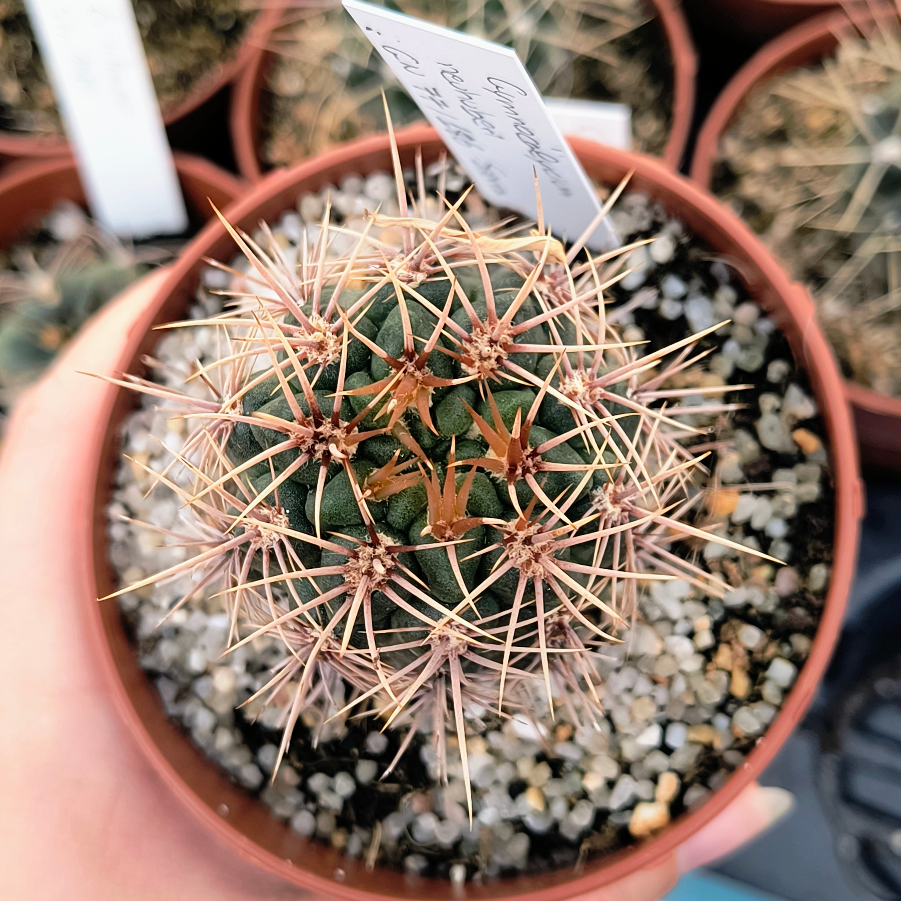 Gymnocalycium neuhuberi GN 77/186, Suyuque Nuevo, San Luis